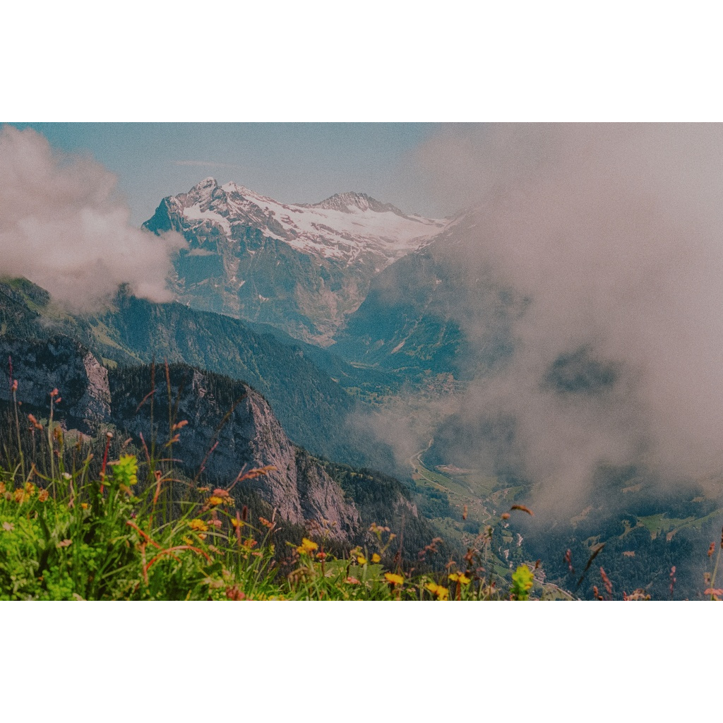 Swiss Alps Wildflowers