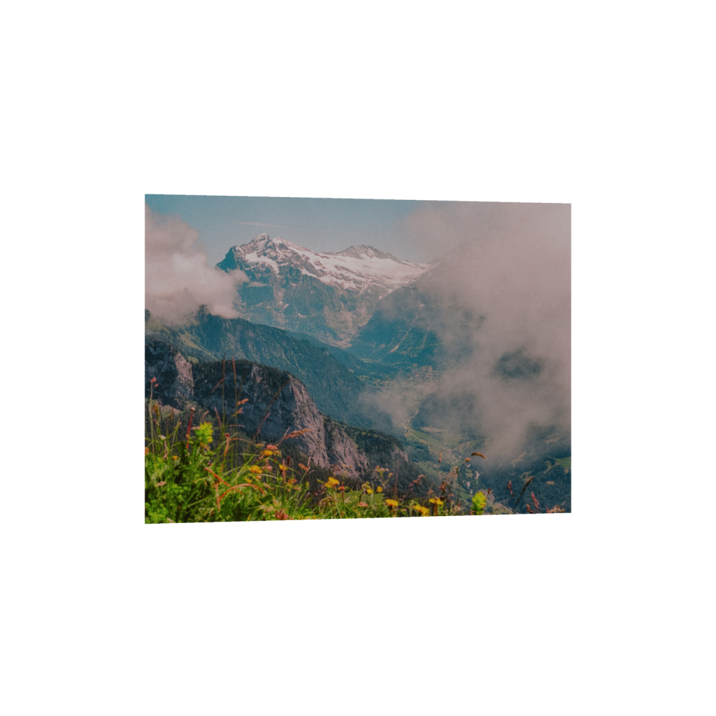 Swiss Alps Wildflowers