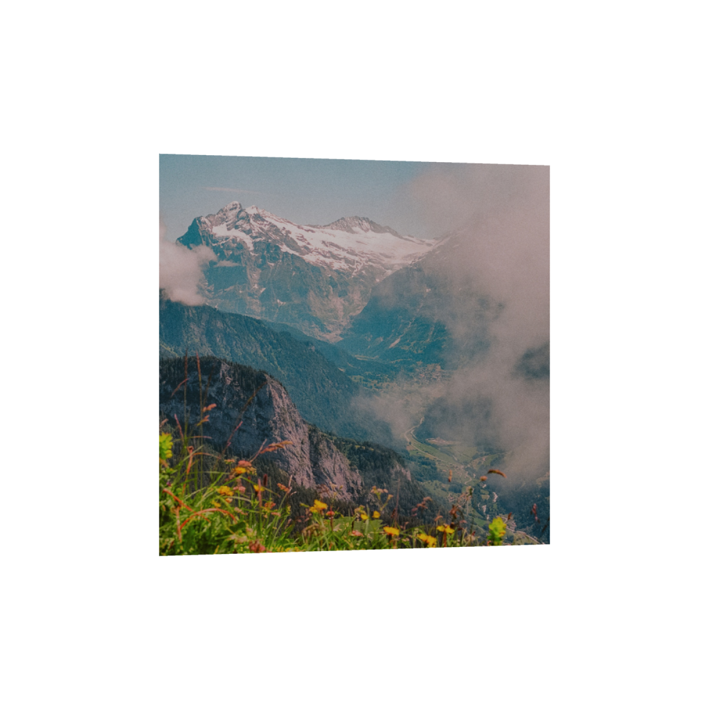 Swiss Alps Wildflowers