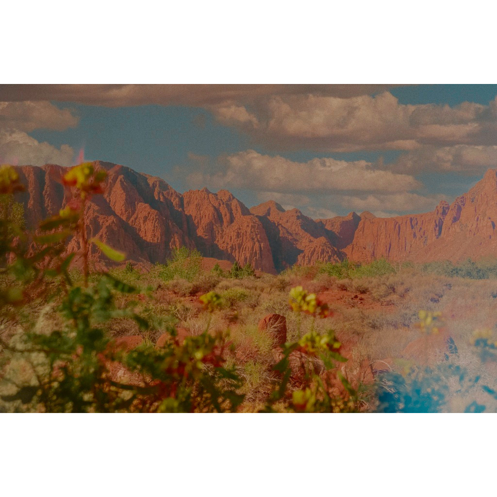 Western Wildflowers