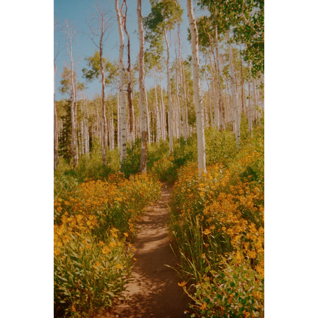 Utah Wildflowers