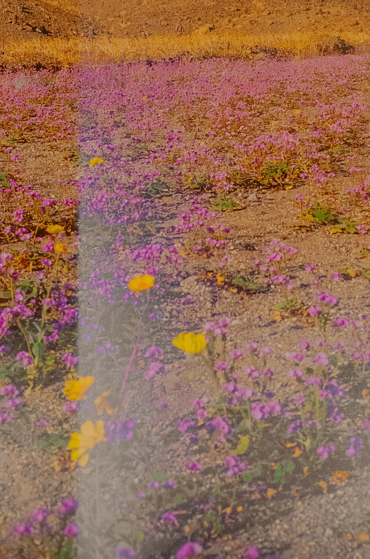 000352610006.jpg