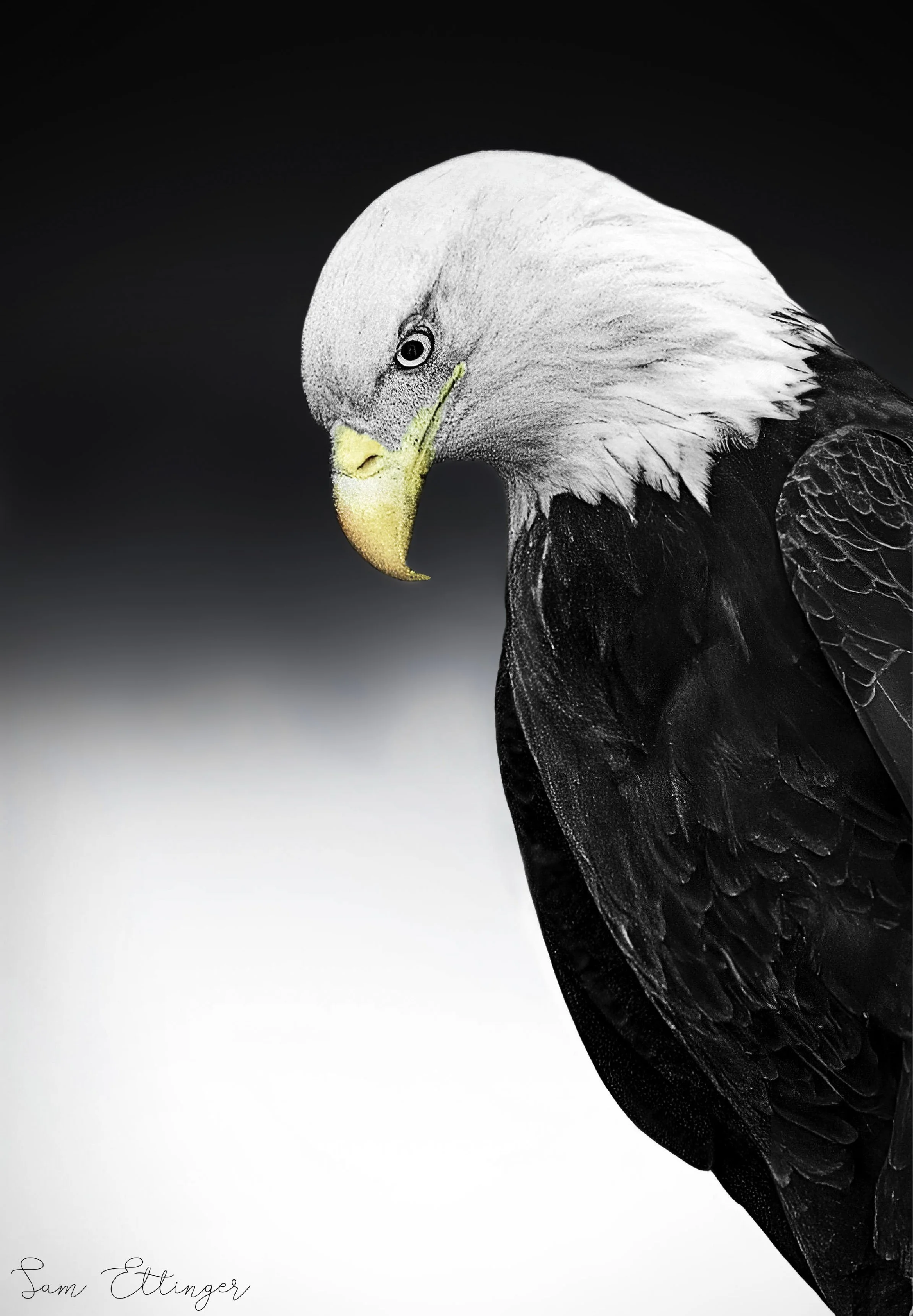 The Best BEagle 22.jpg