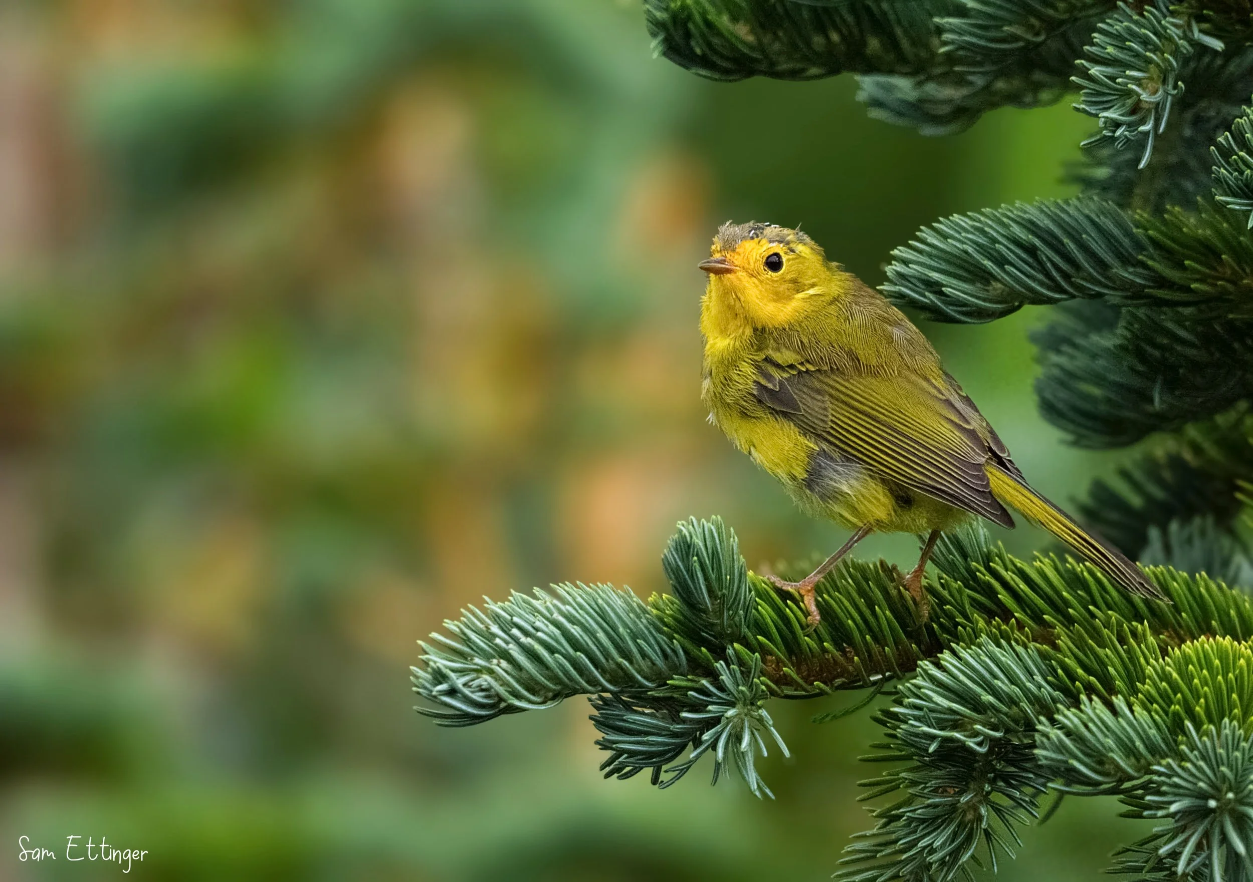 Amazing WIlsons walbler(1).jpg