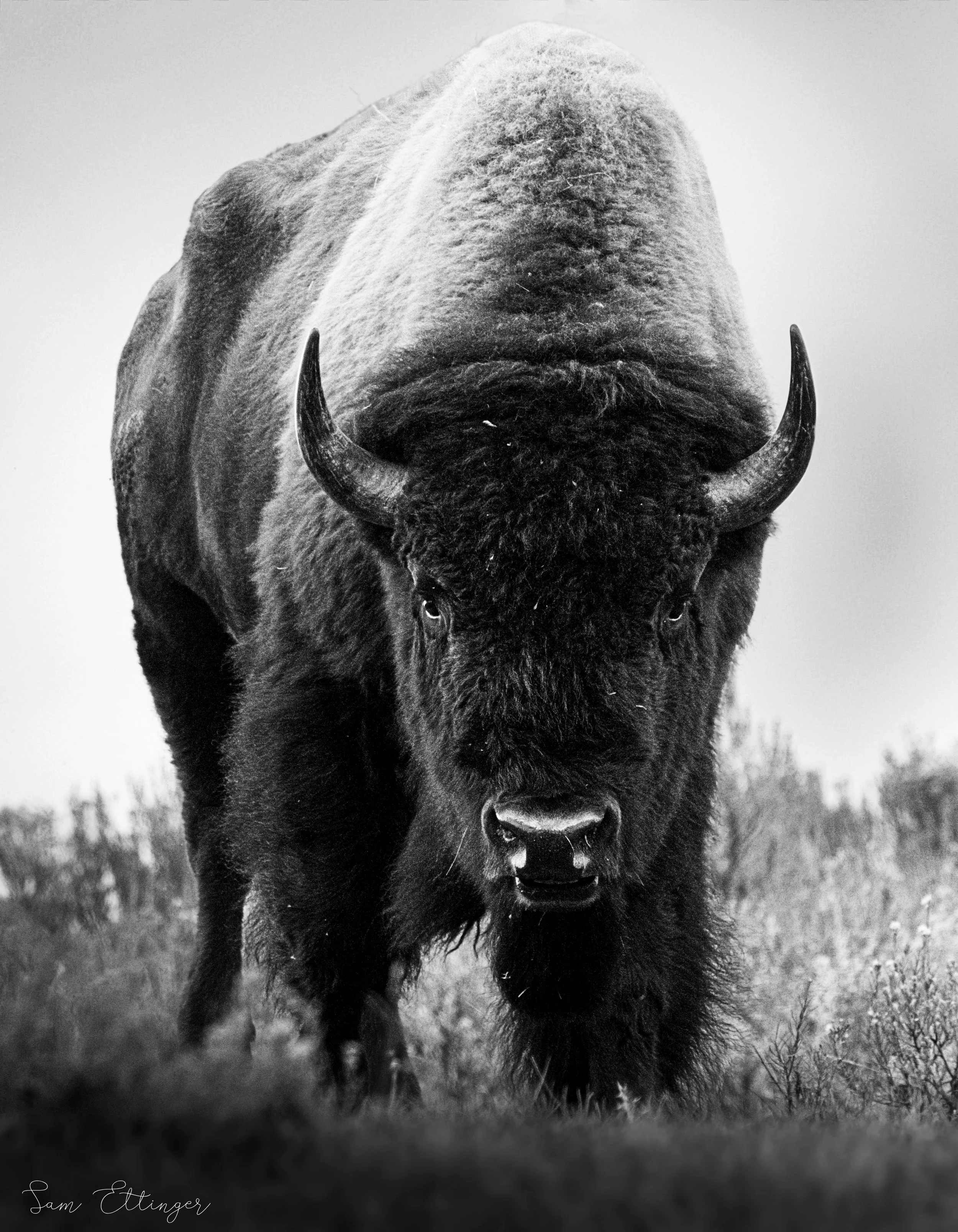 B&W Stunning Massive bull bison(1).jpg