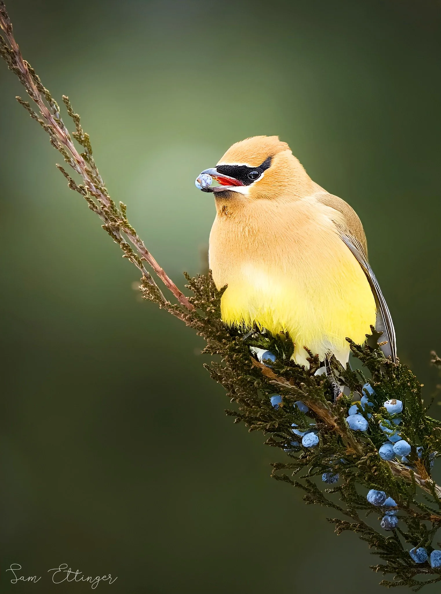 Beautiful Waxwing124.jpg