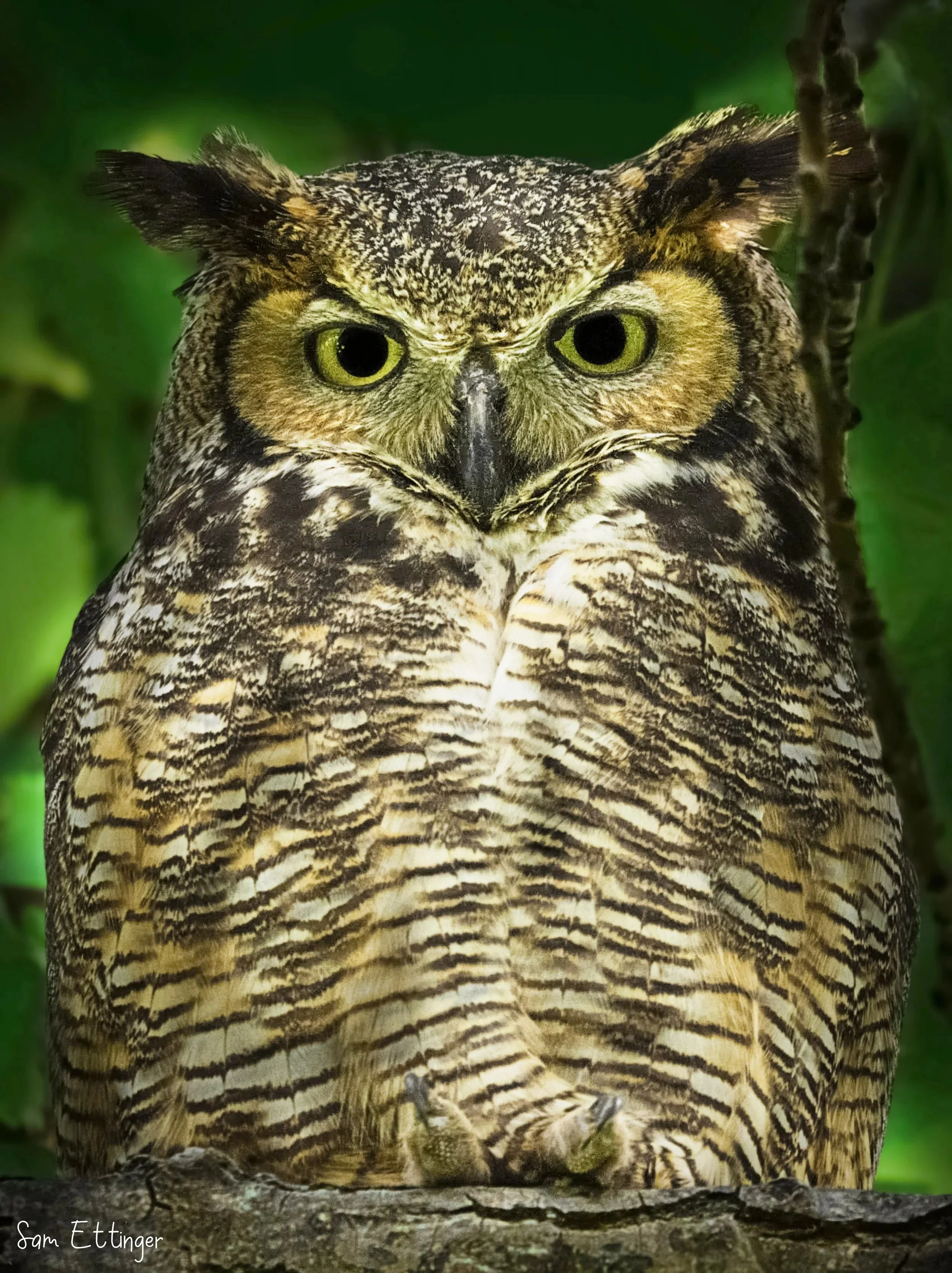 Great Horned Owl .jpg