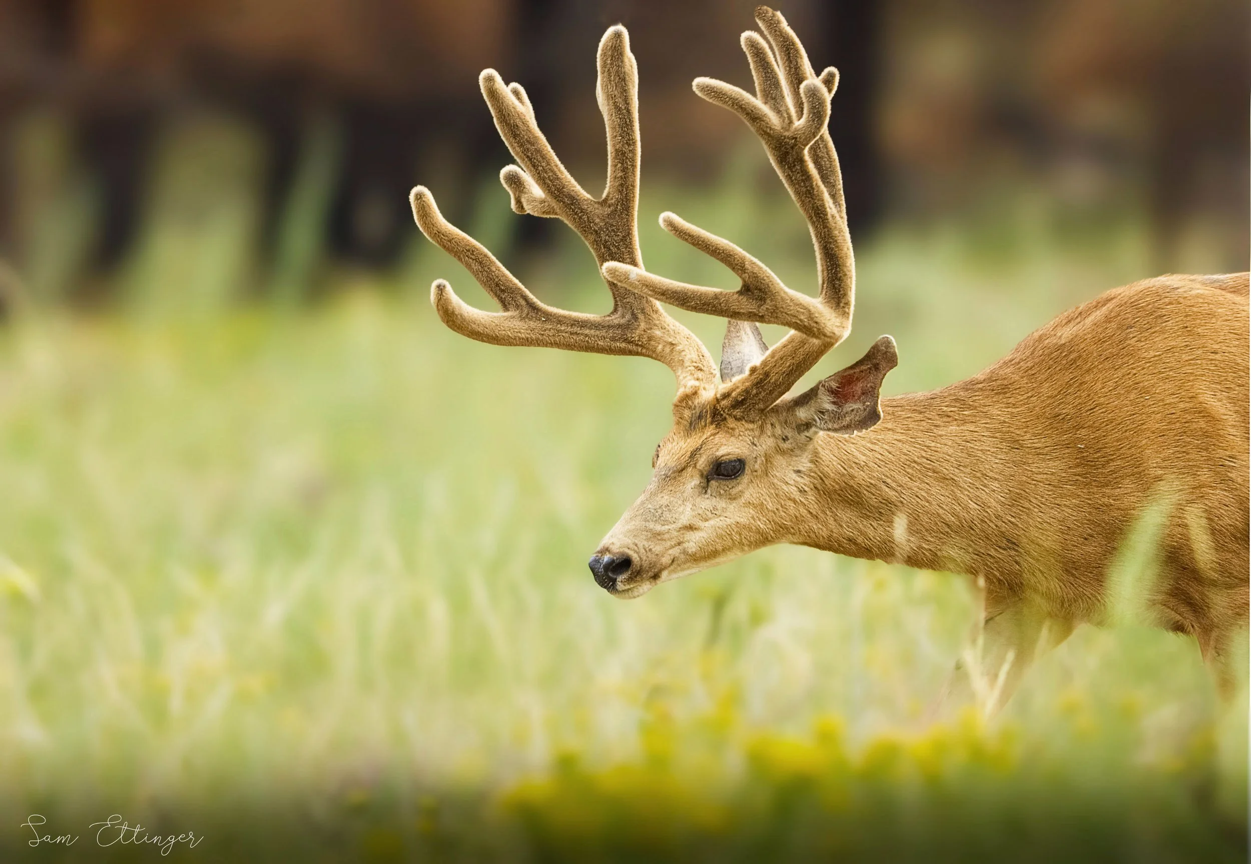 The Stunning Buck .jpg