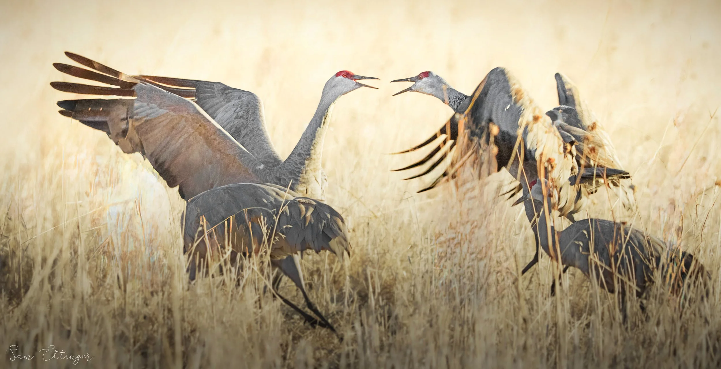 Sandhill Cranes Fighting.jpg