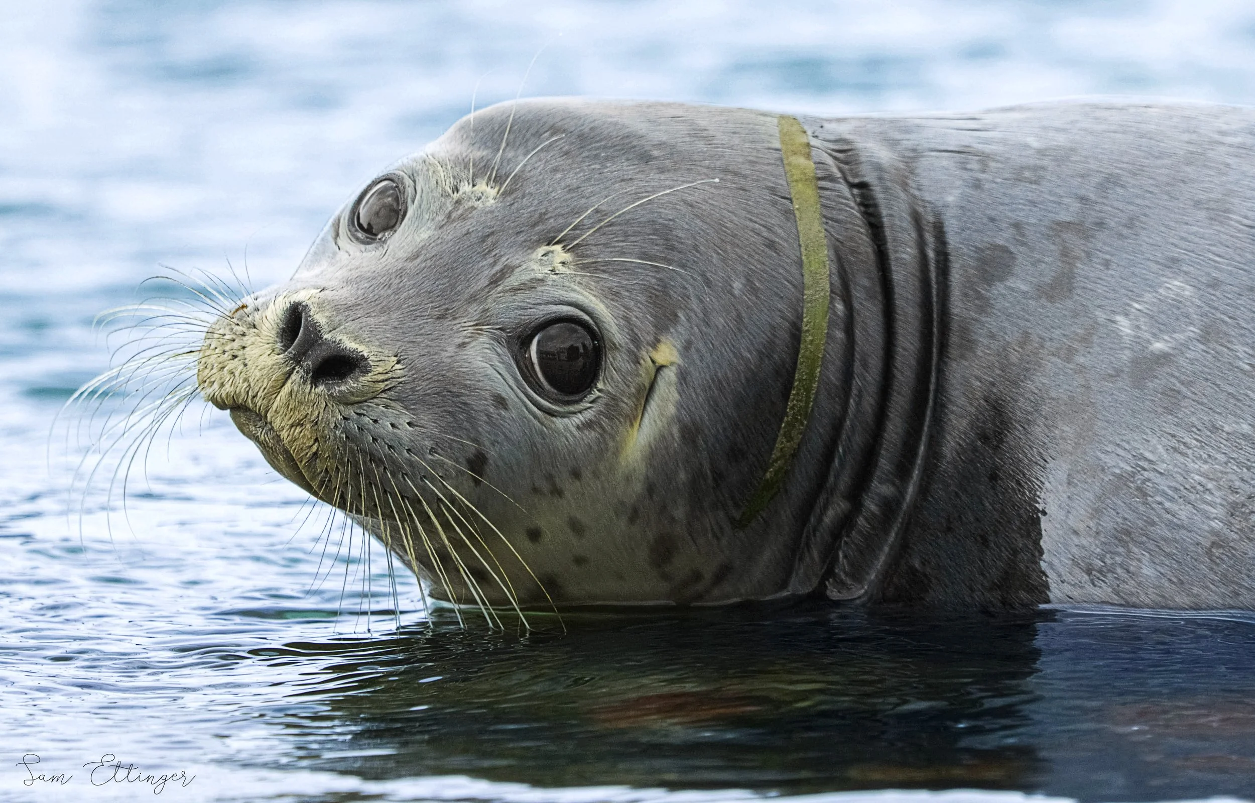 Stunning Baby Seal (1).jpg
