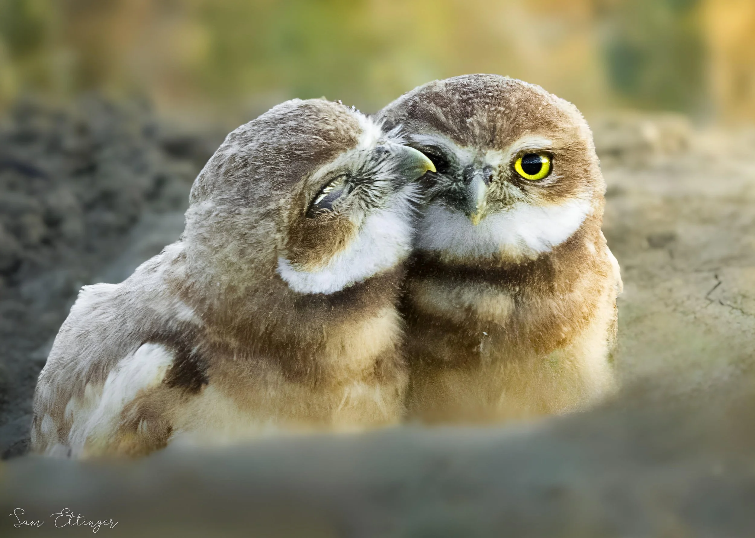 The Best Burrowing Owls.jpg