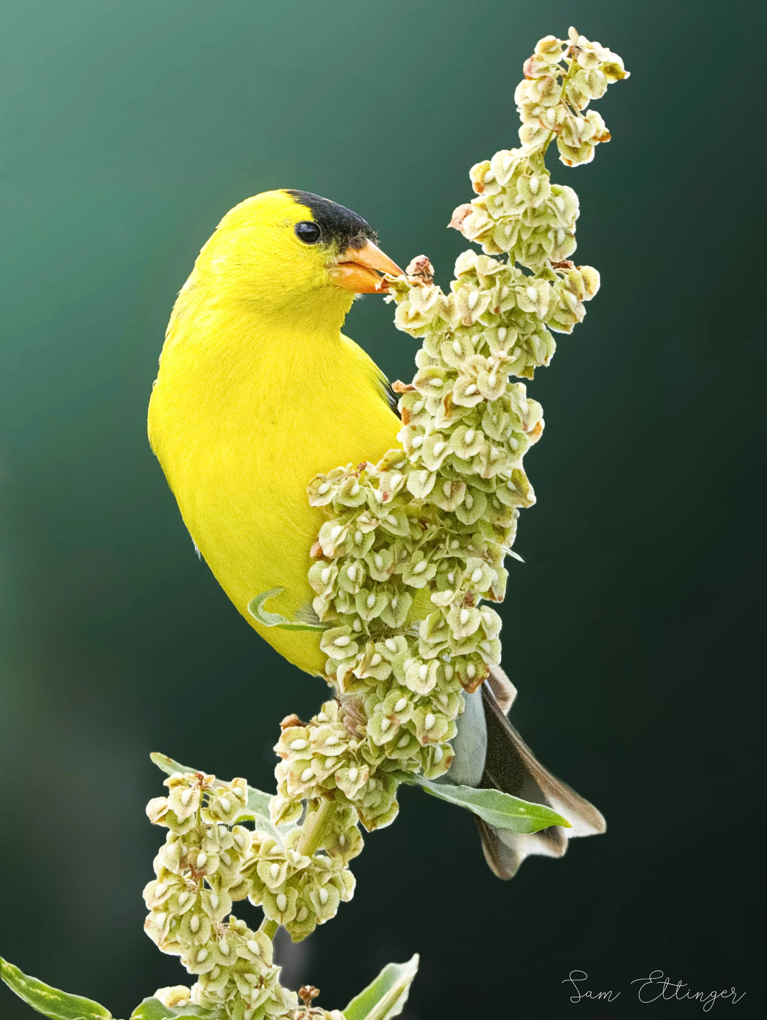 Stunning American Goldfinch12.jpg