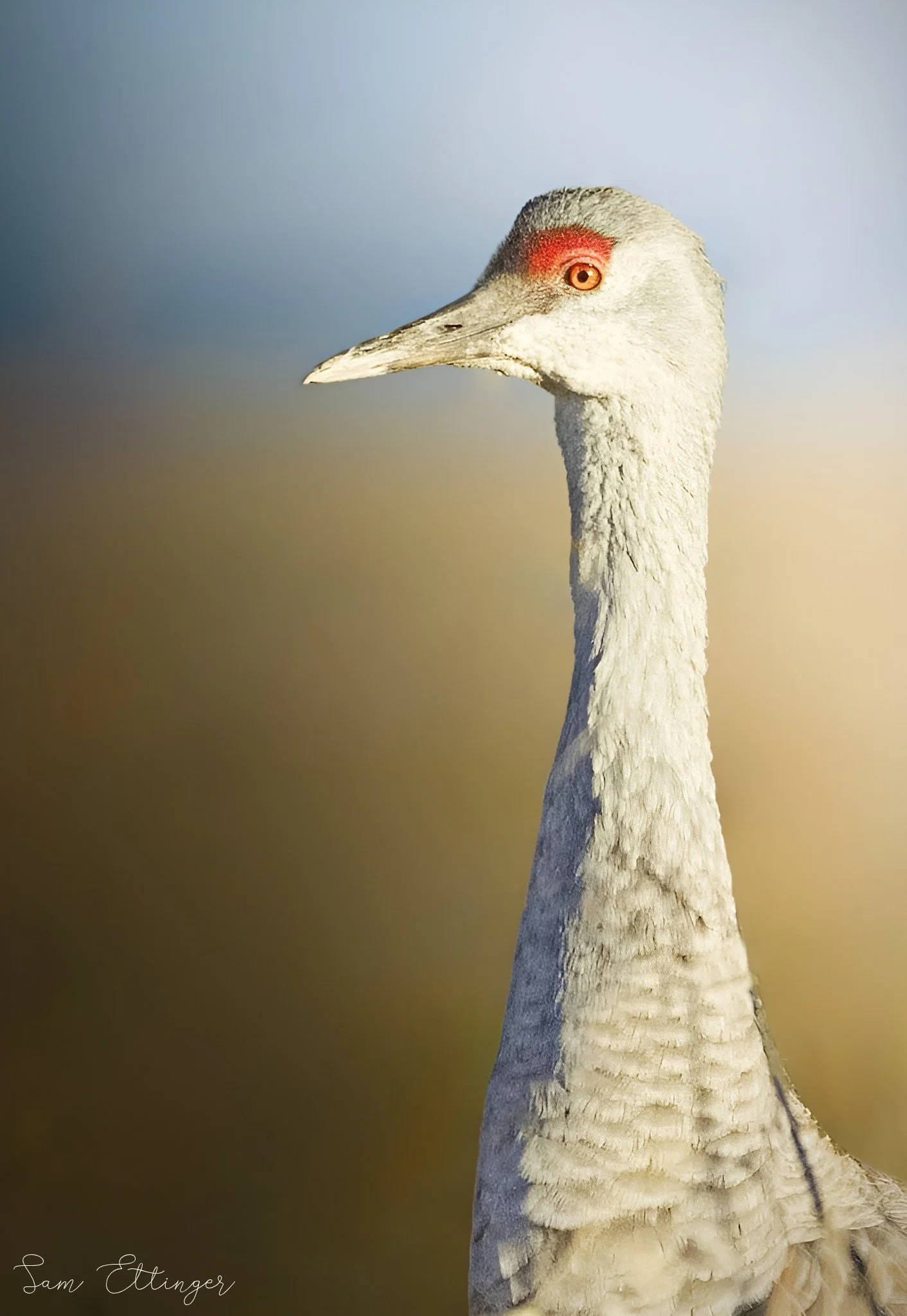 Stunning Sandhill Crane Portrait1.jpg