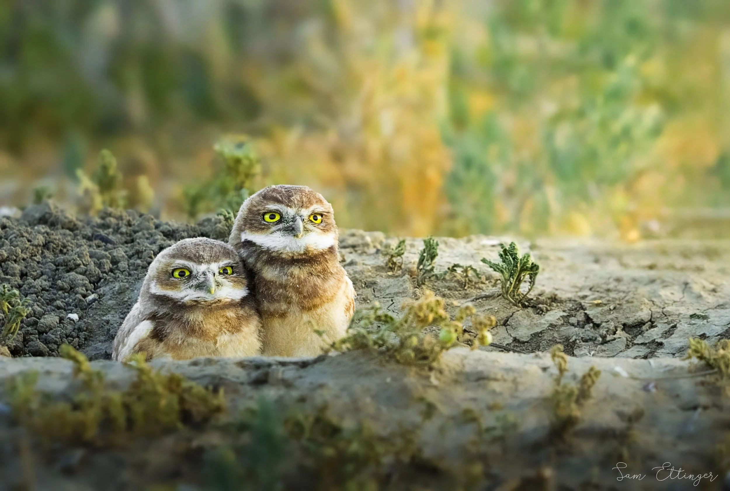 The Amazing Owls Looking Into the light.jpg
