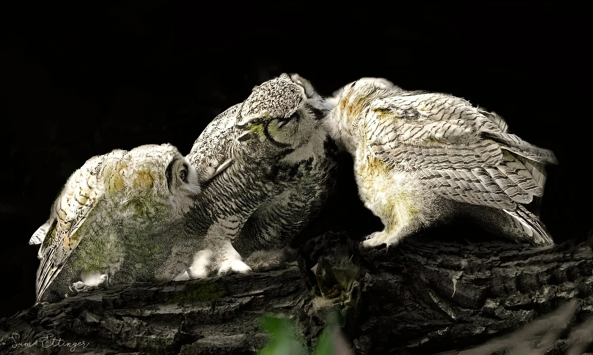Owls feeding.jpg