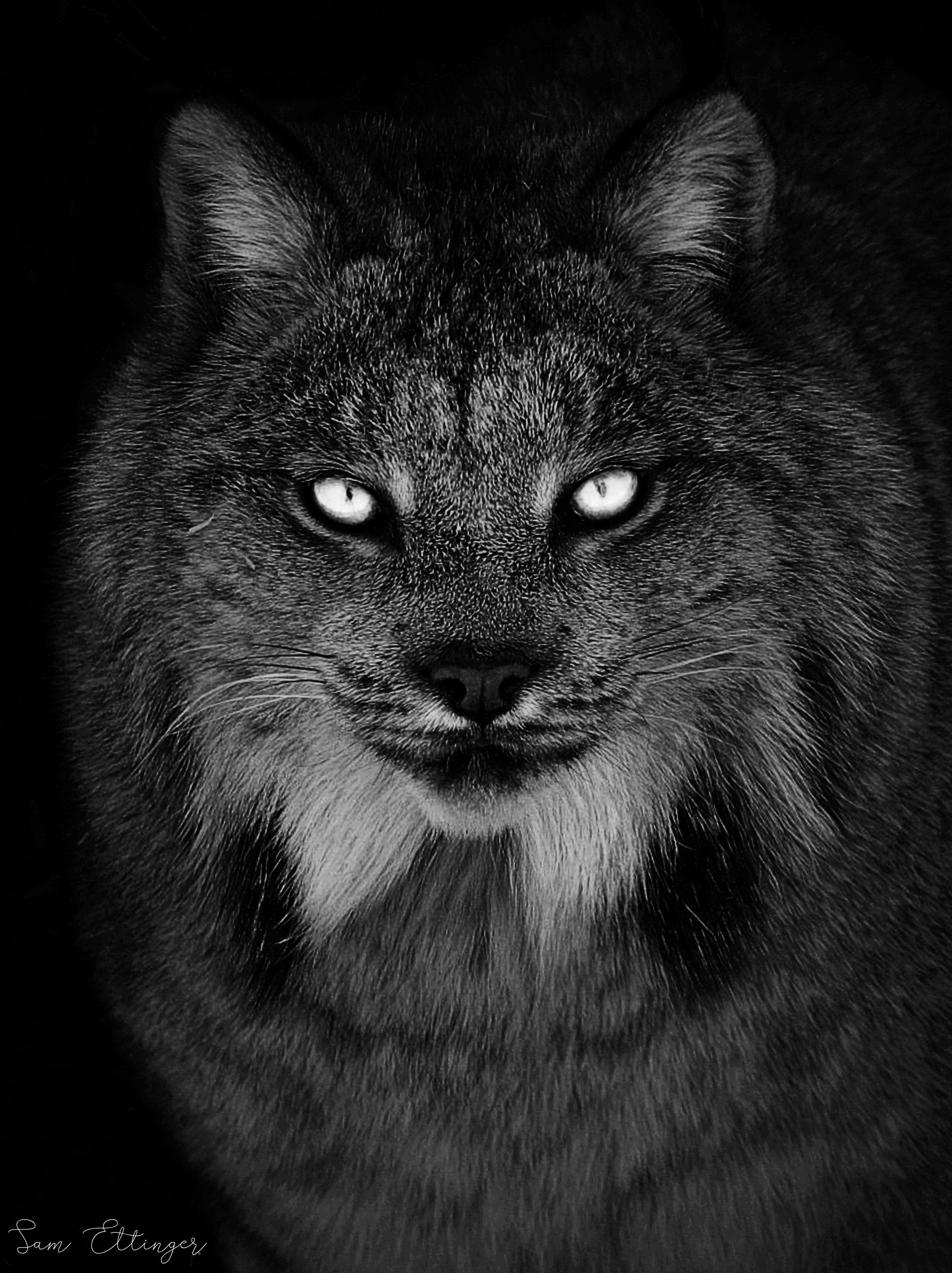 The Amazing Lynx 12.jpg