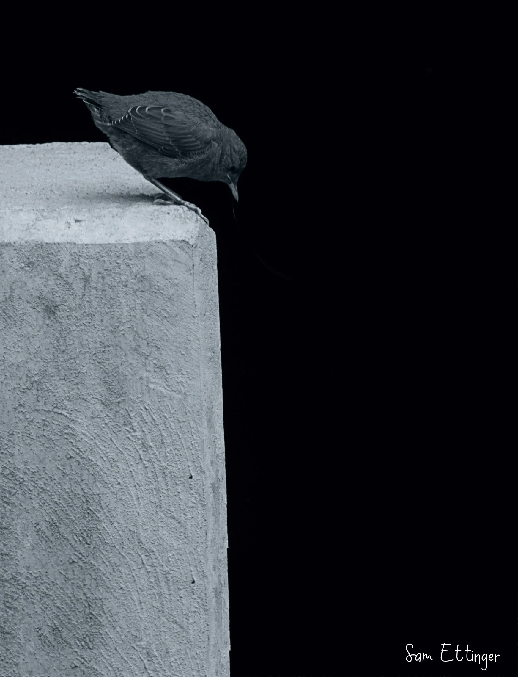 Don't Jump bird .jpg