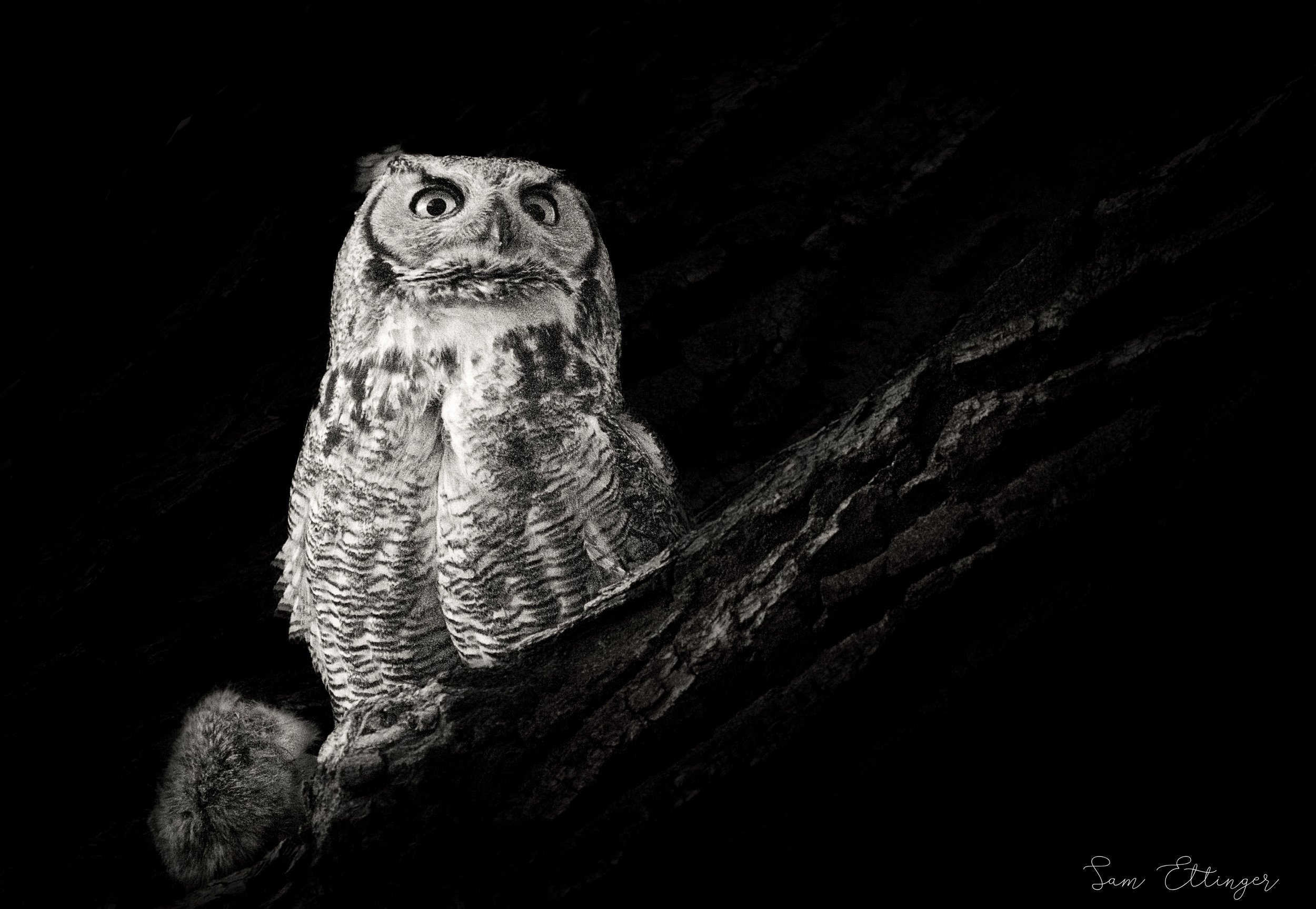 Stunning Owl with prey1.jpg