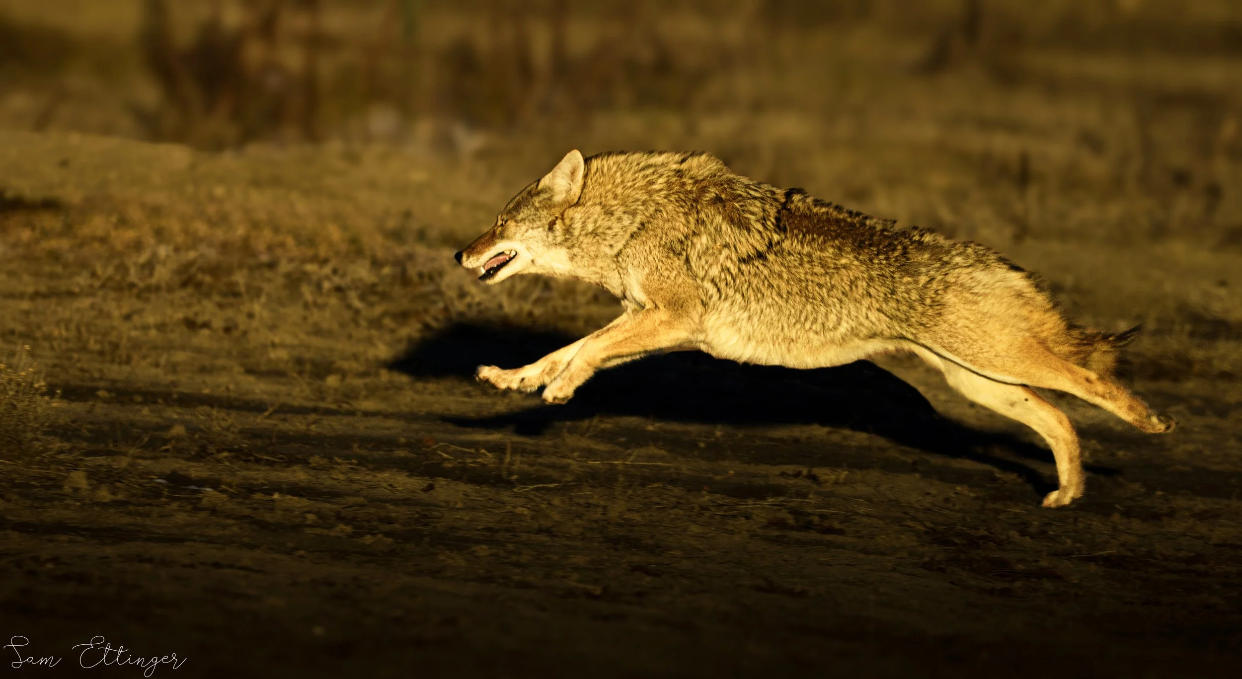 The Best Running Coyote .jpg