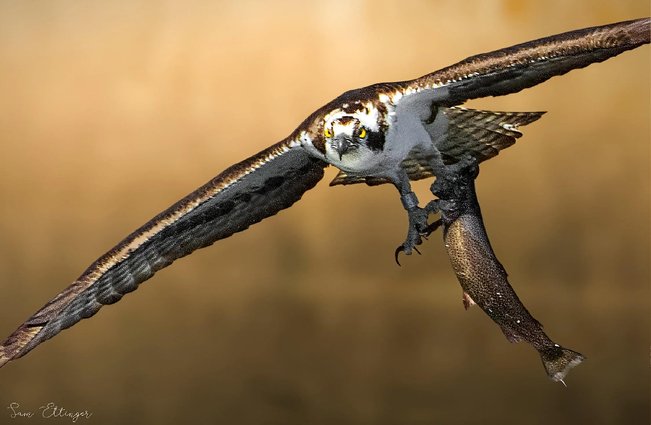 The Final Osprey Caring Trout.jpg