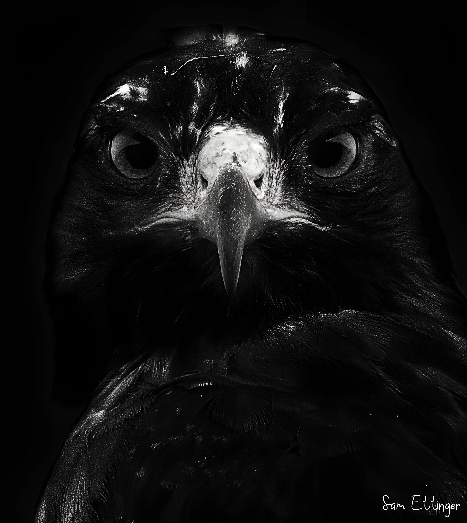 SamEttinger_Hawk.jpg