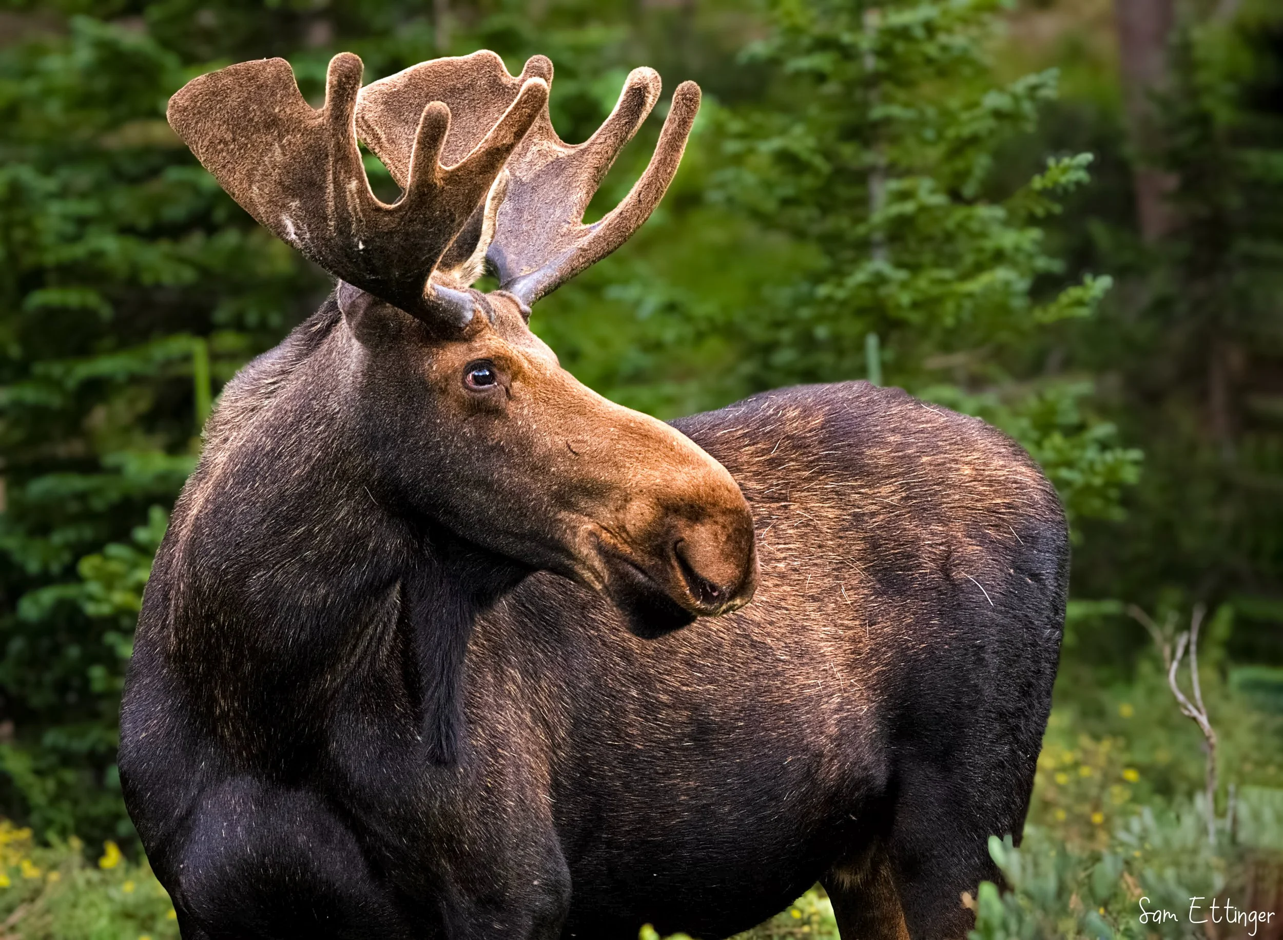 Stunning Bull Moose 1 .jpg