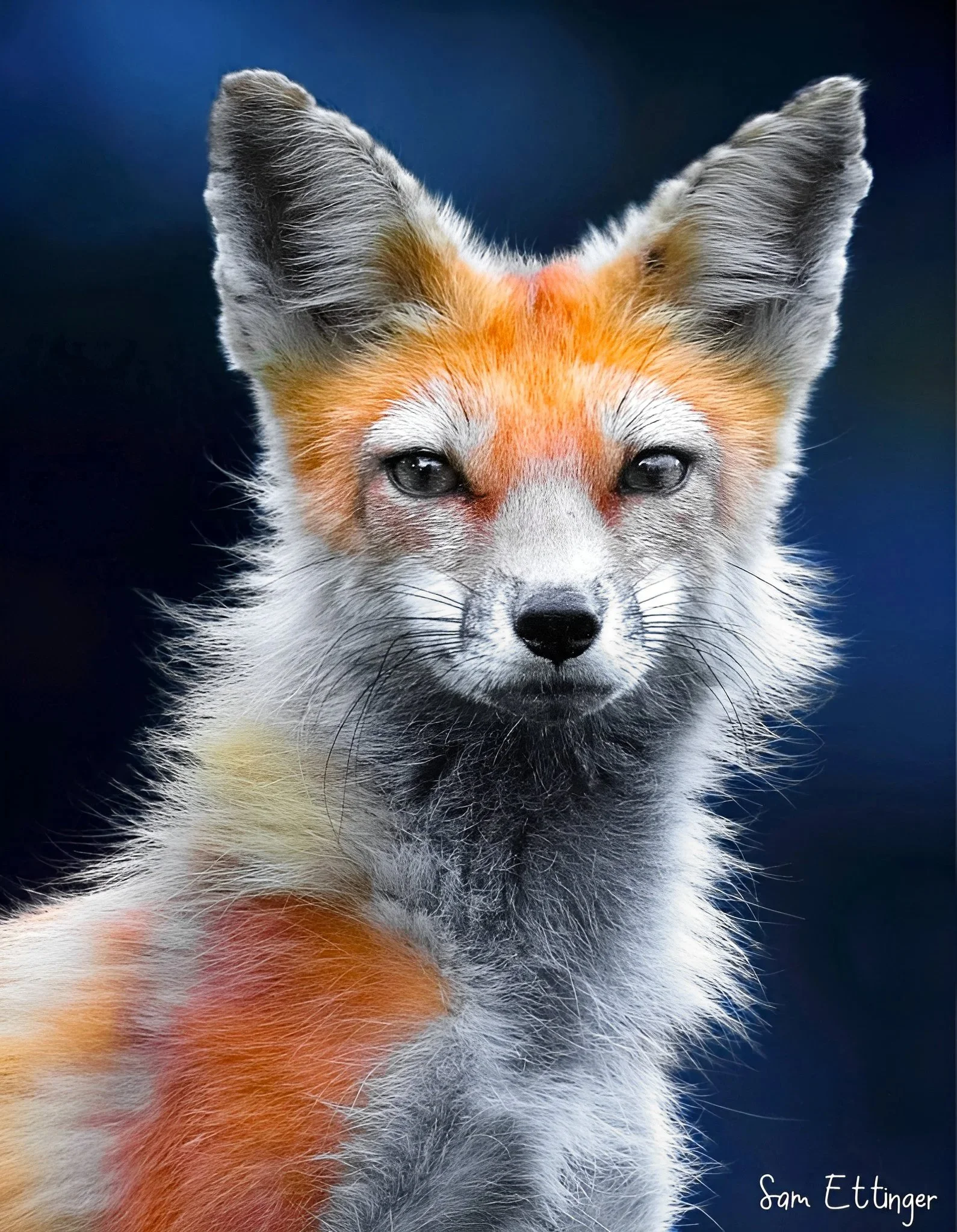 The Best Fox.jpg