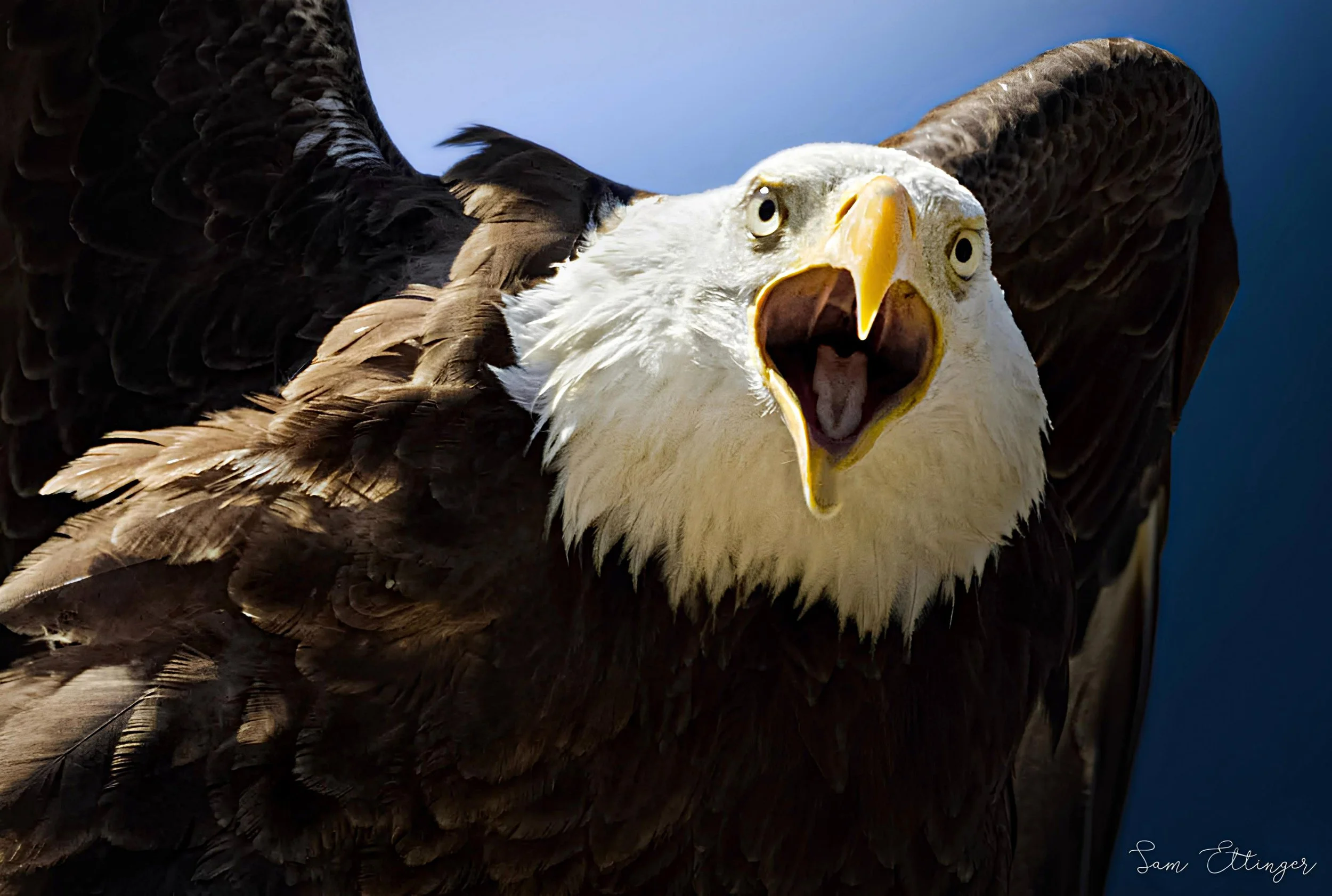 Best Eagle Screaming1.jpg