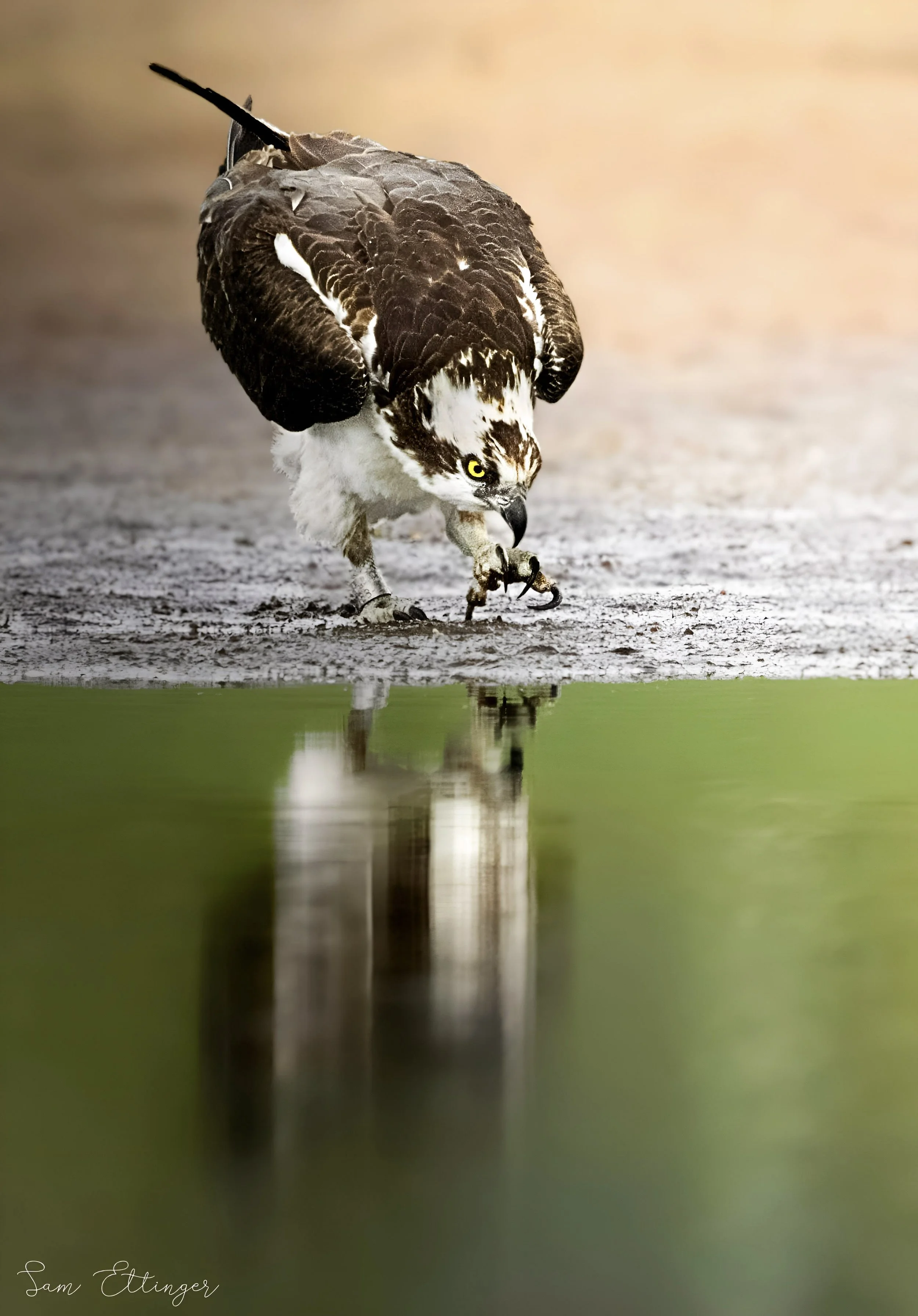 Stunning Best Osprey.jpg