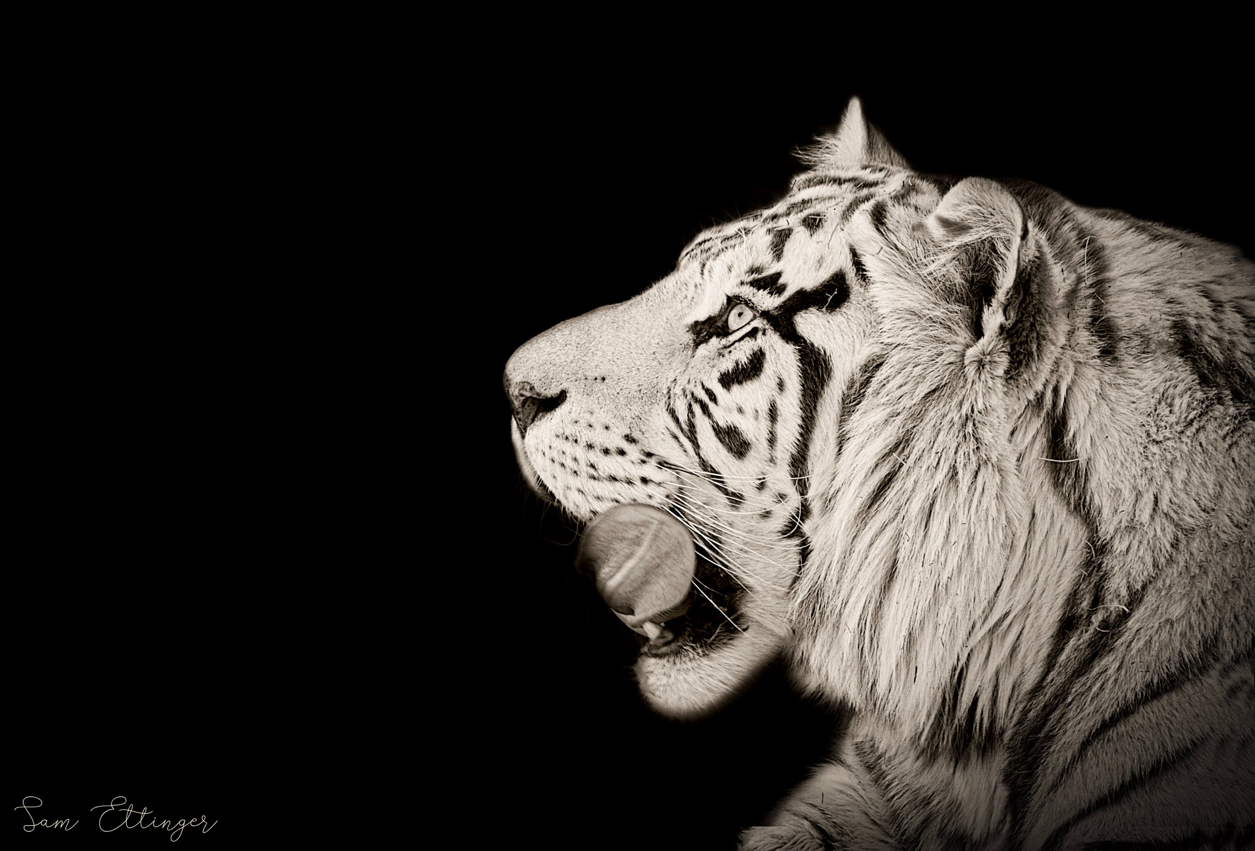 Stunning white tiger1.jpg