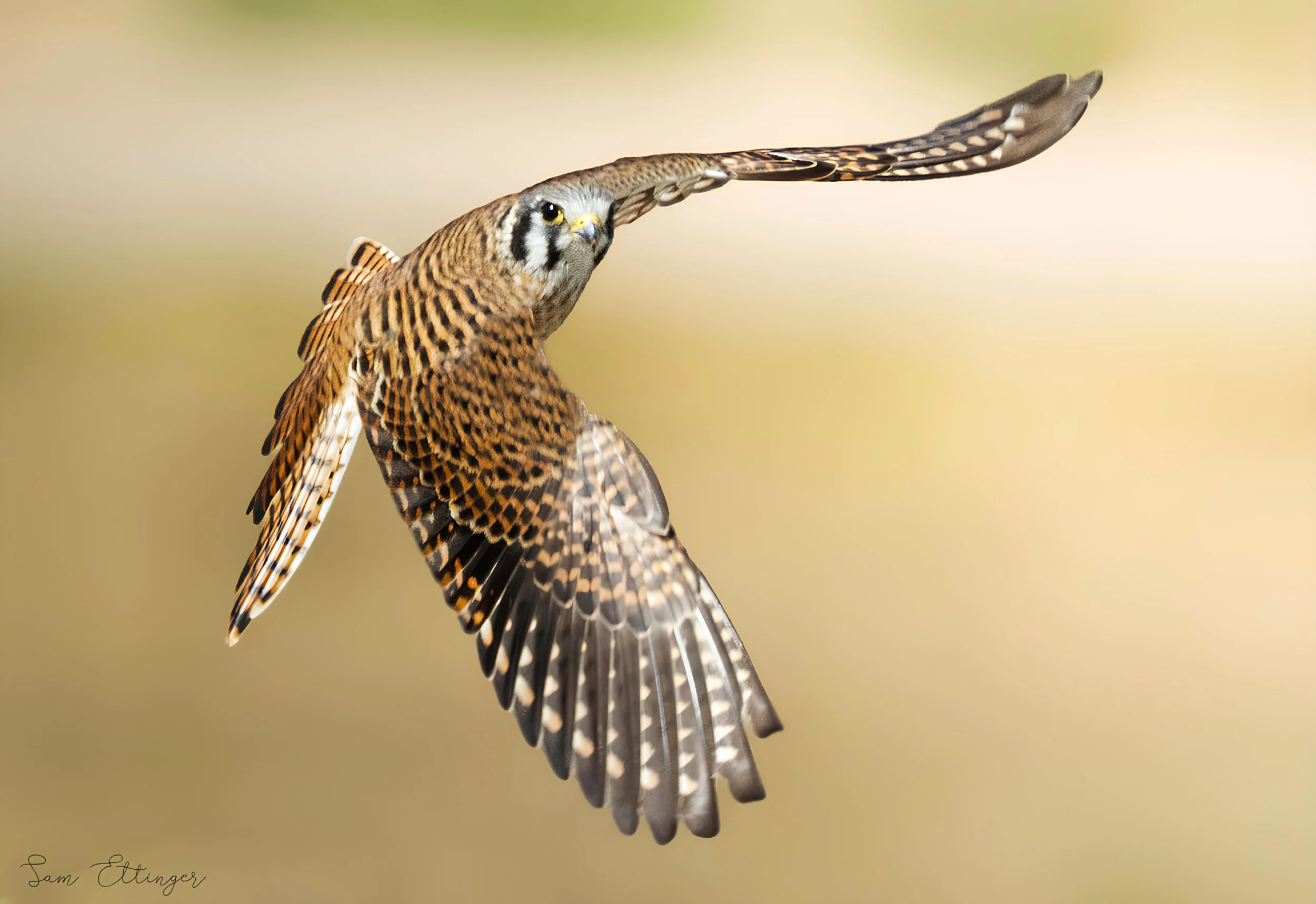 Stunning Best Kestrel.jpg