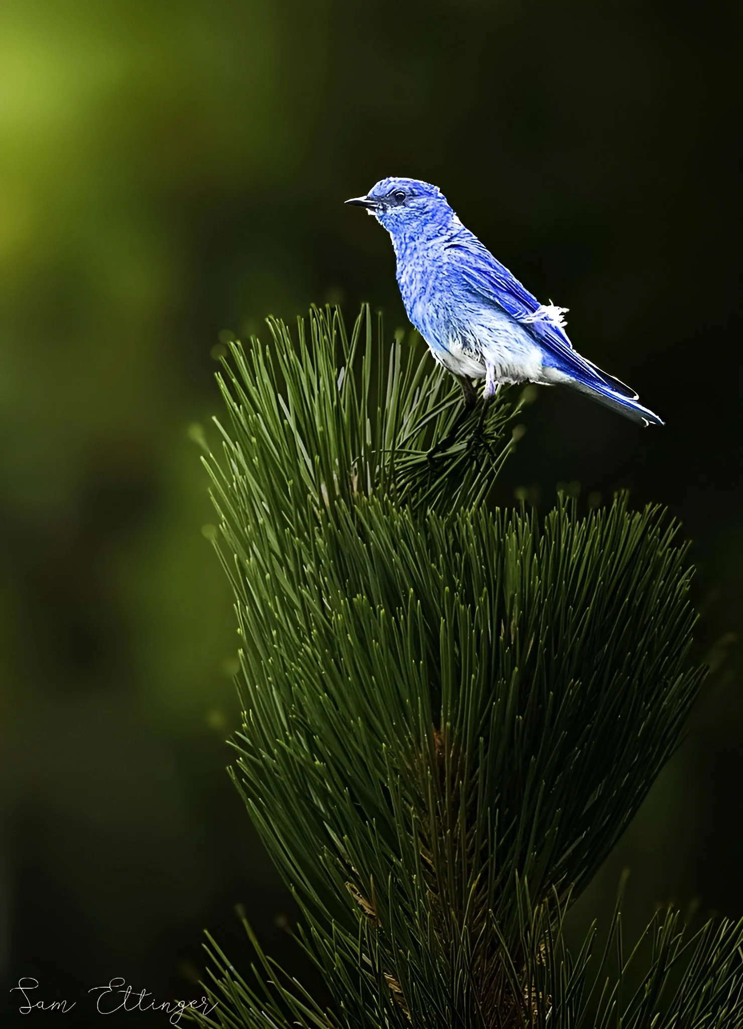 Beautiful Mountain Bluebird .jpg