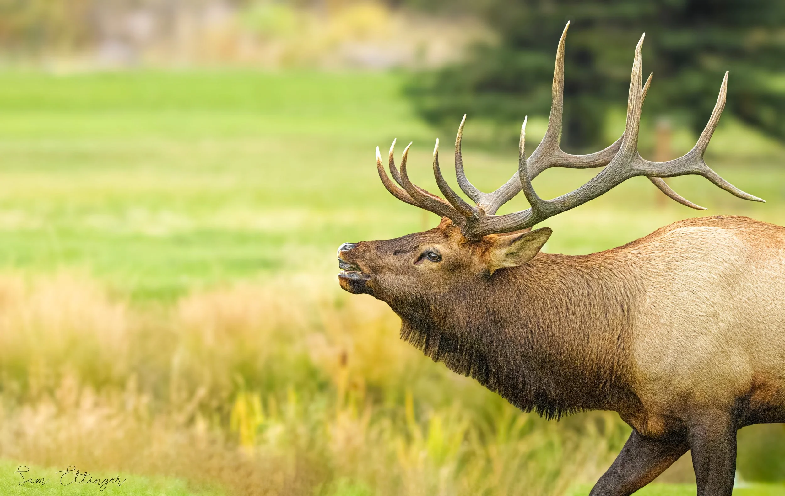 Stunning Elk Buggling (2).jpg