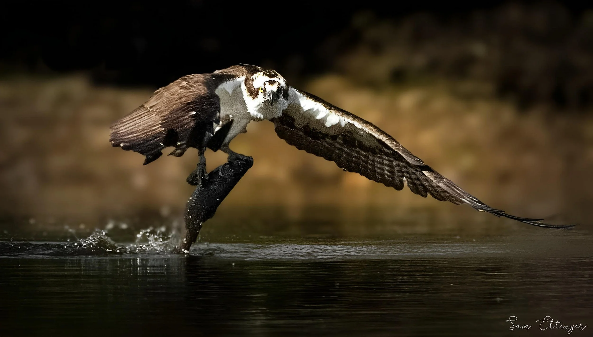 The Final Stunning Osprey.jpg