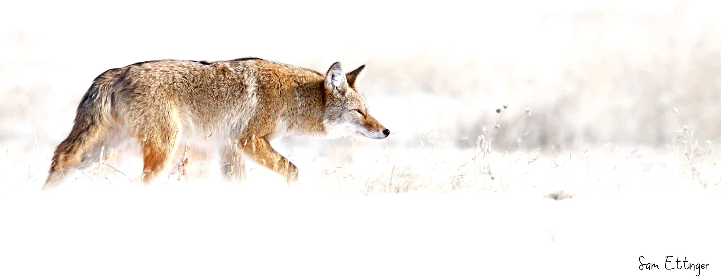 Coyote .jpg
