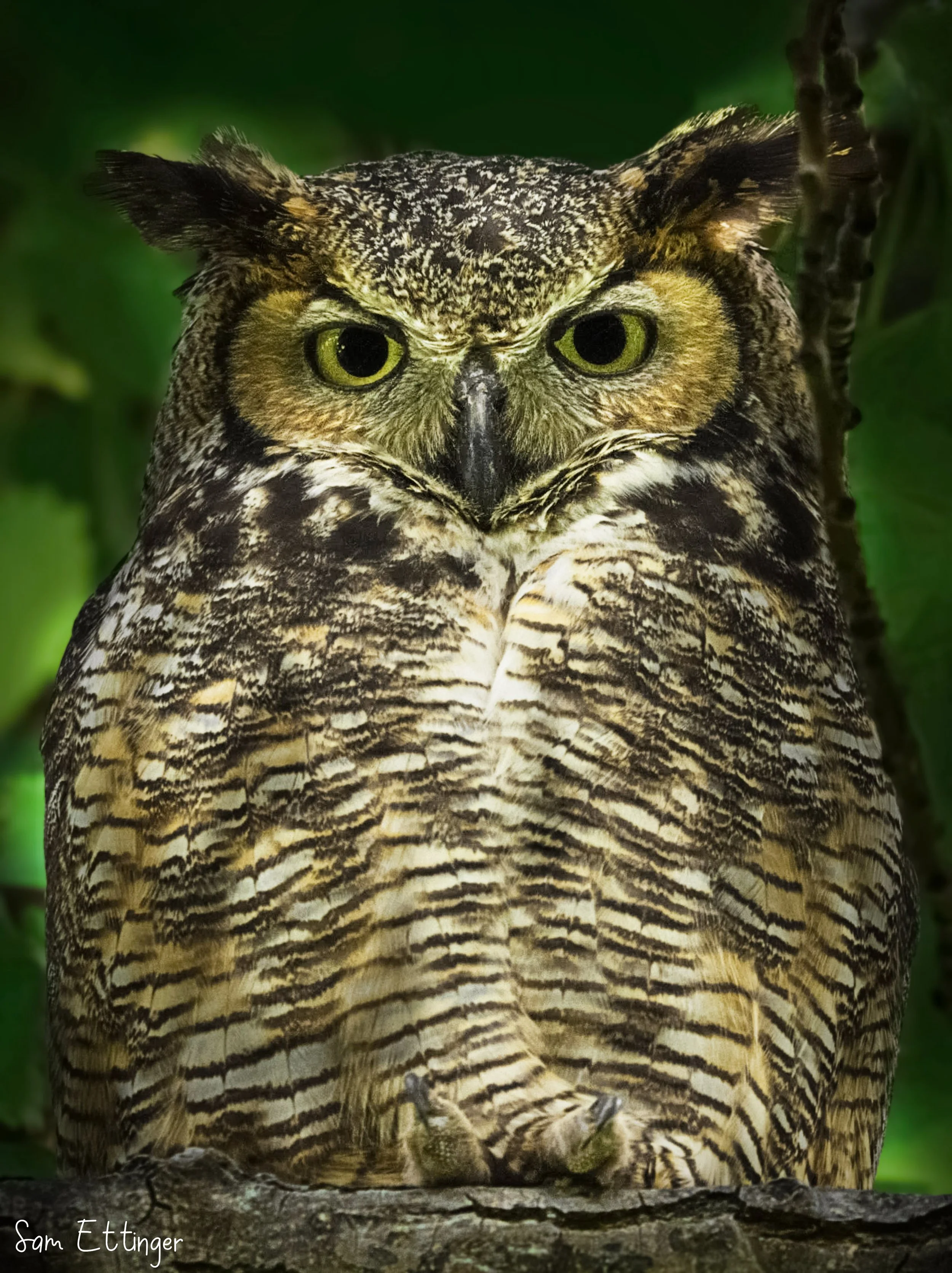 Great Horned Owl Amazing .jpg