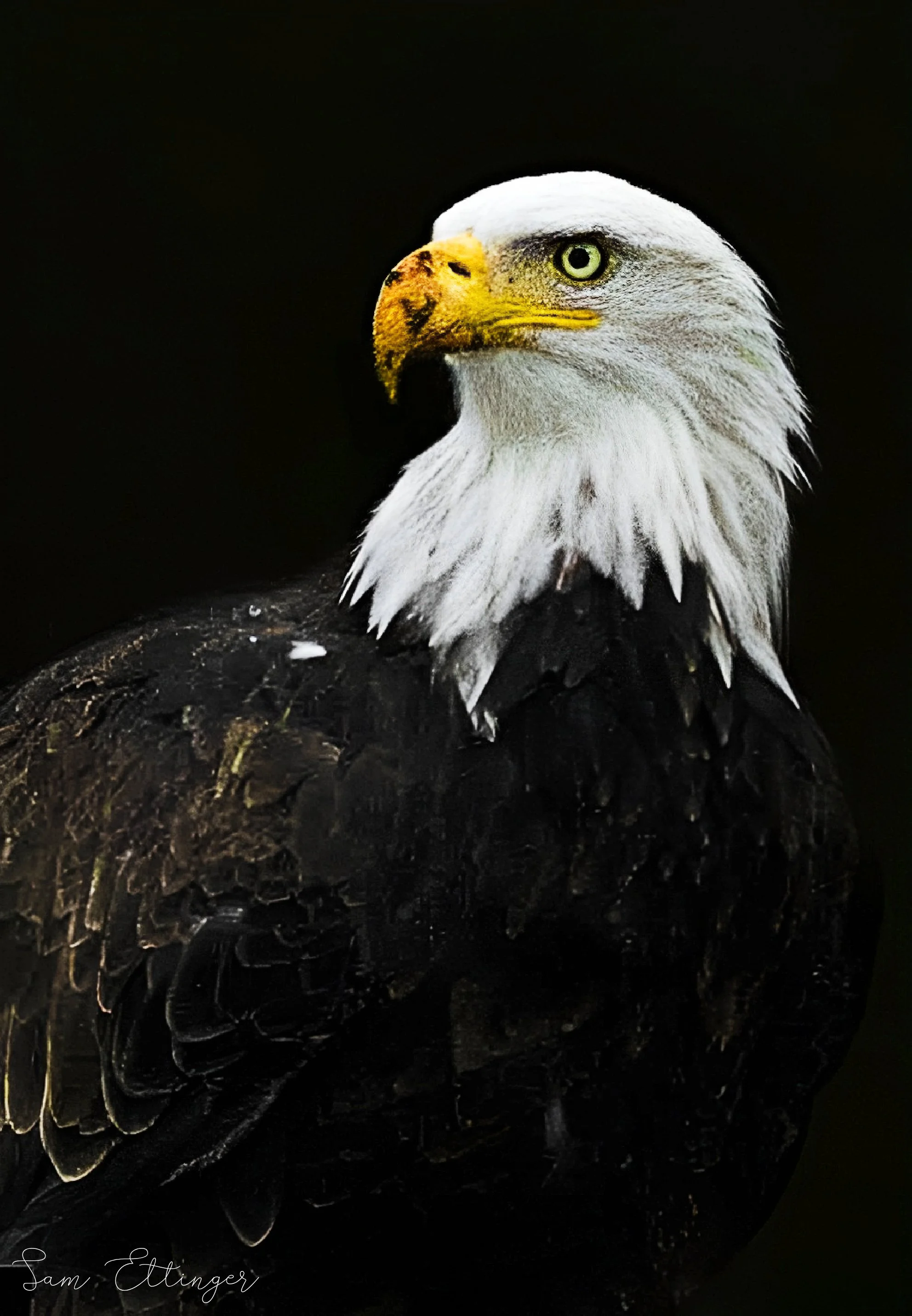 Stunning Bald Eagle the best .jpg