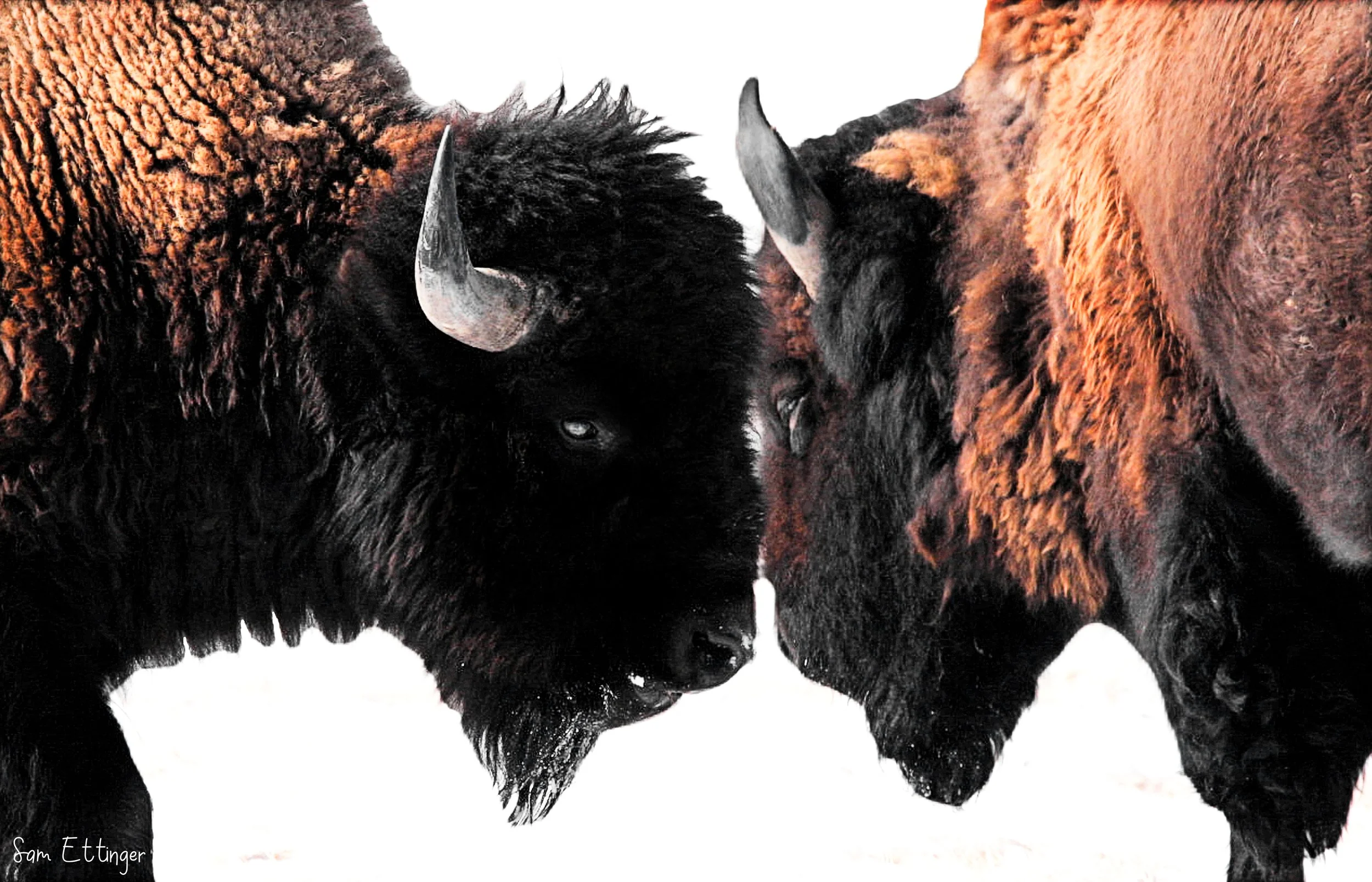 The Two Bison .jpg
