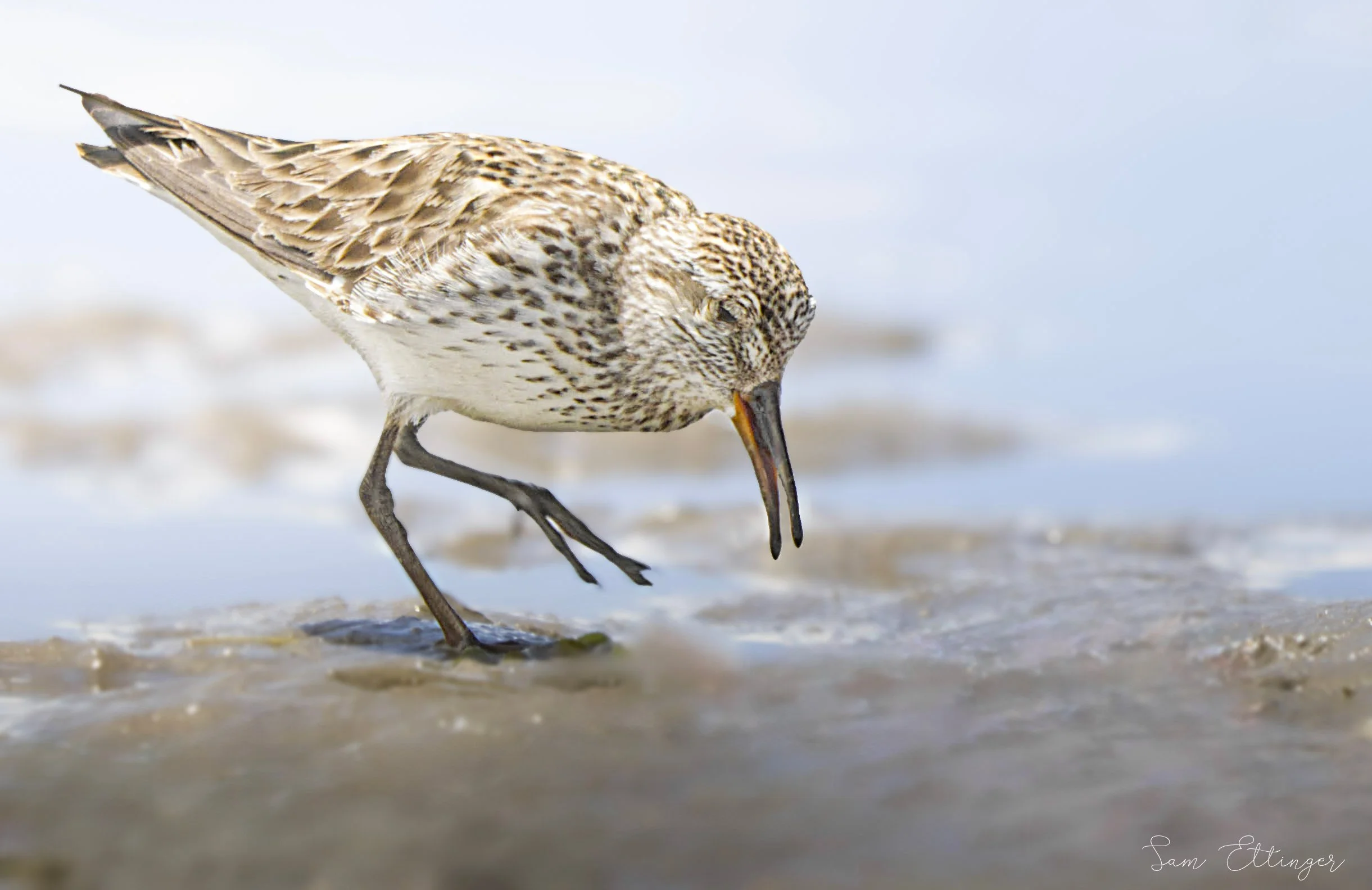 Stunning White rumped sandpiper.jpg