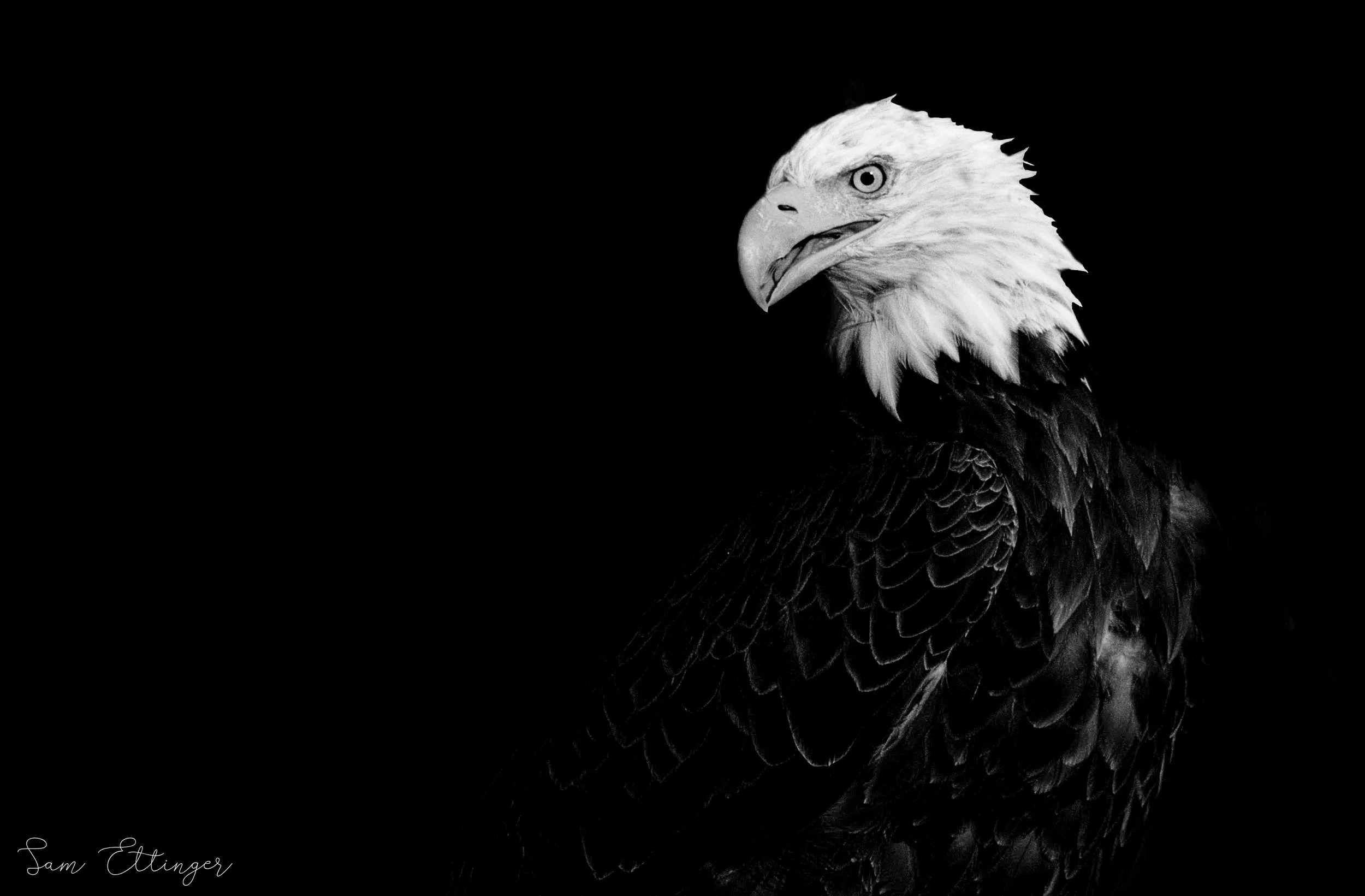 Sam Ettinger_Bald Eagle .jpg