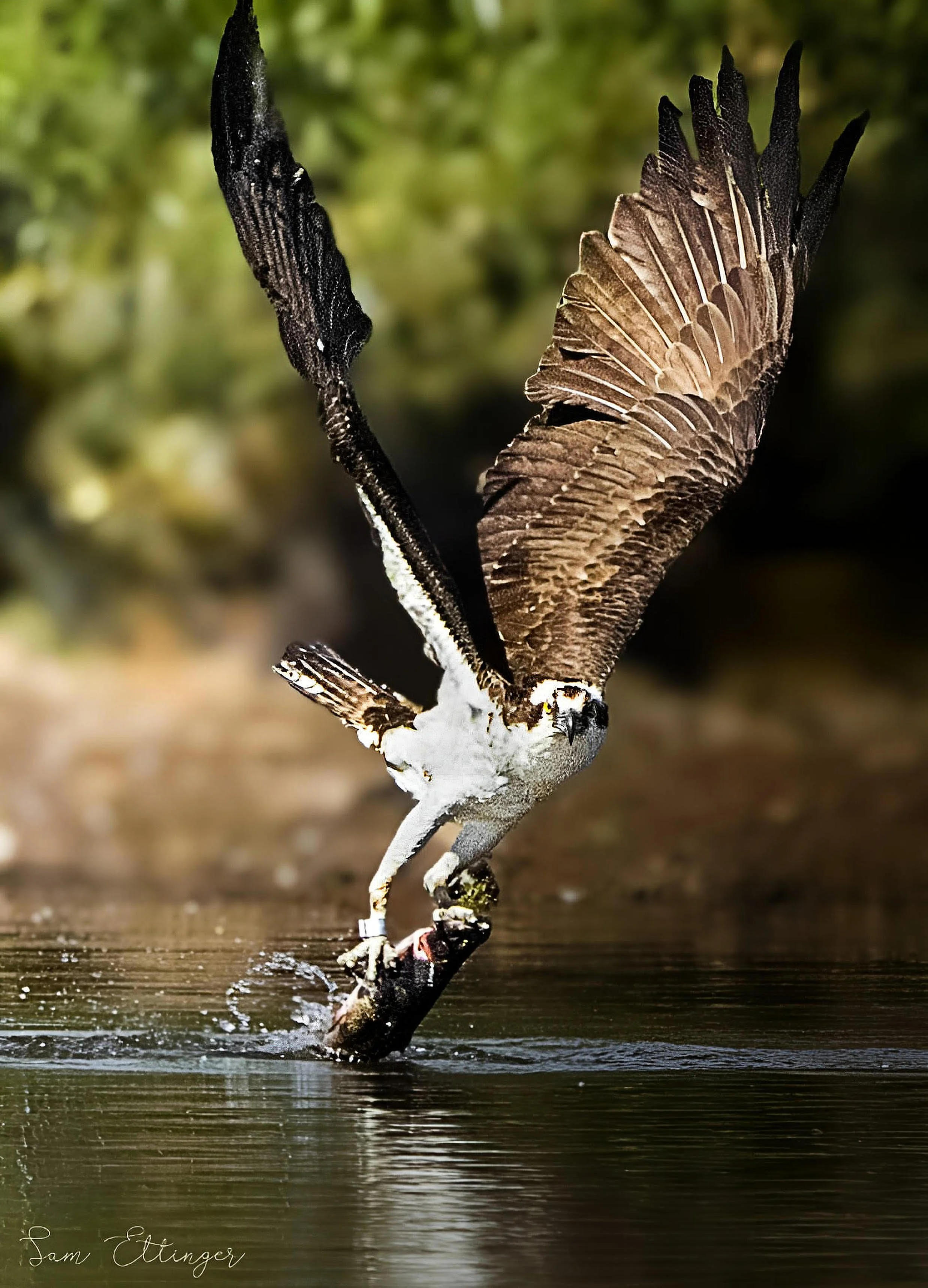 The Beautiful Osprey with Trout.jpg