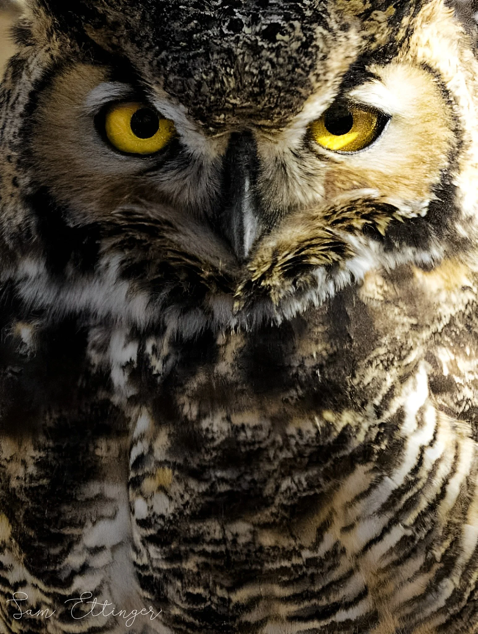 Stunning Really close Owl portrait 12.jpg