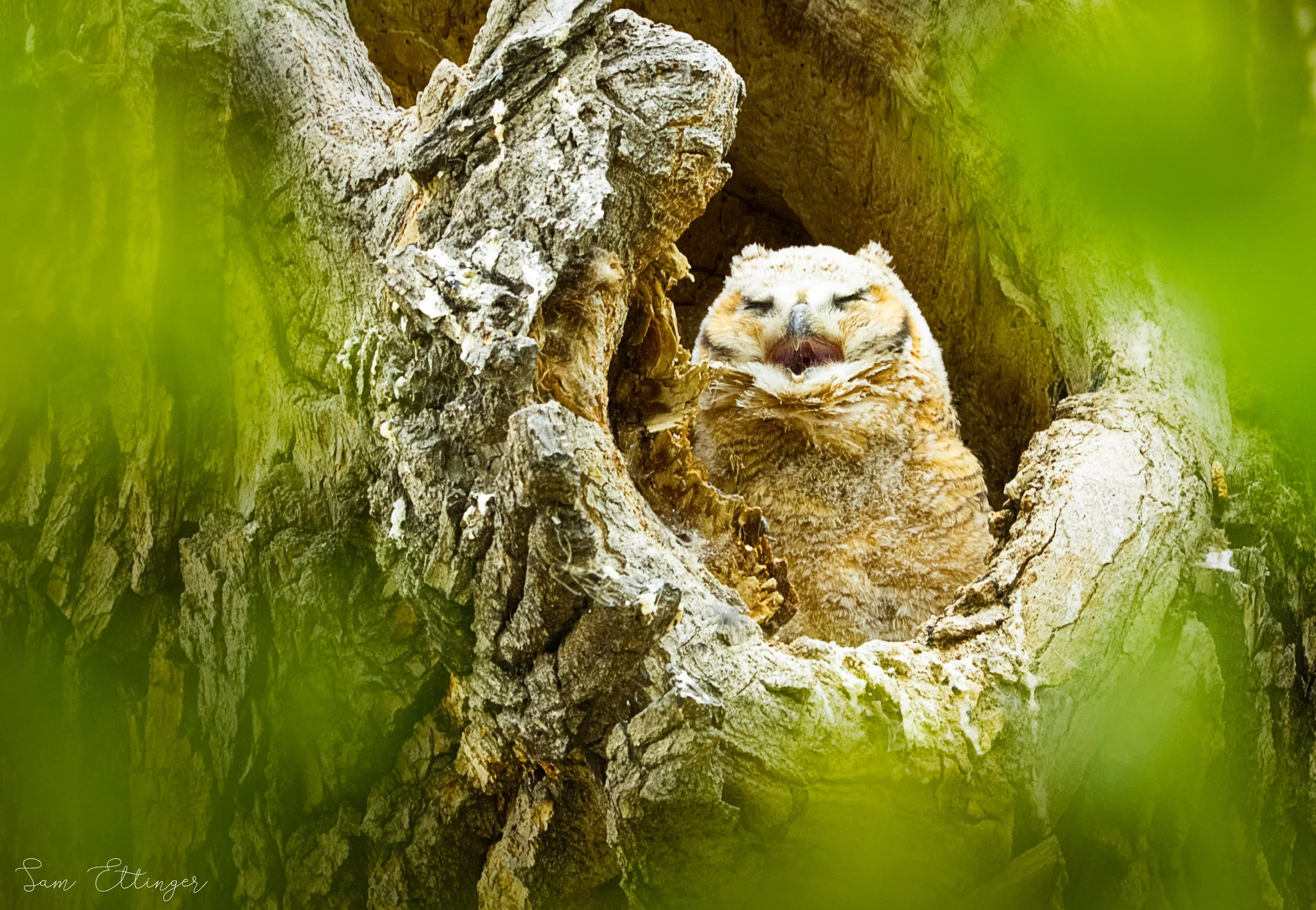 Stunning Yawning chick1.jpg