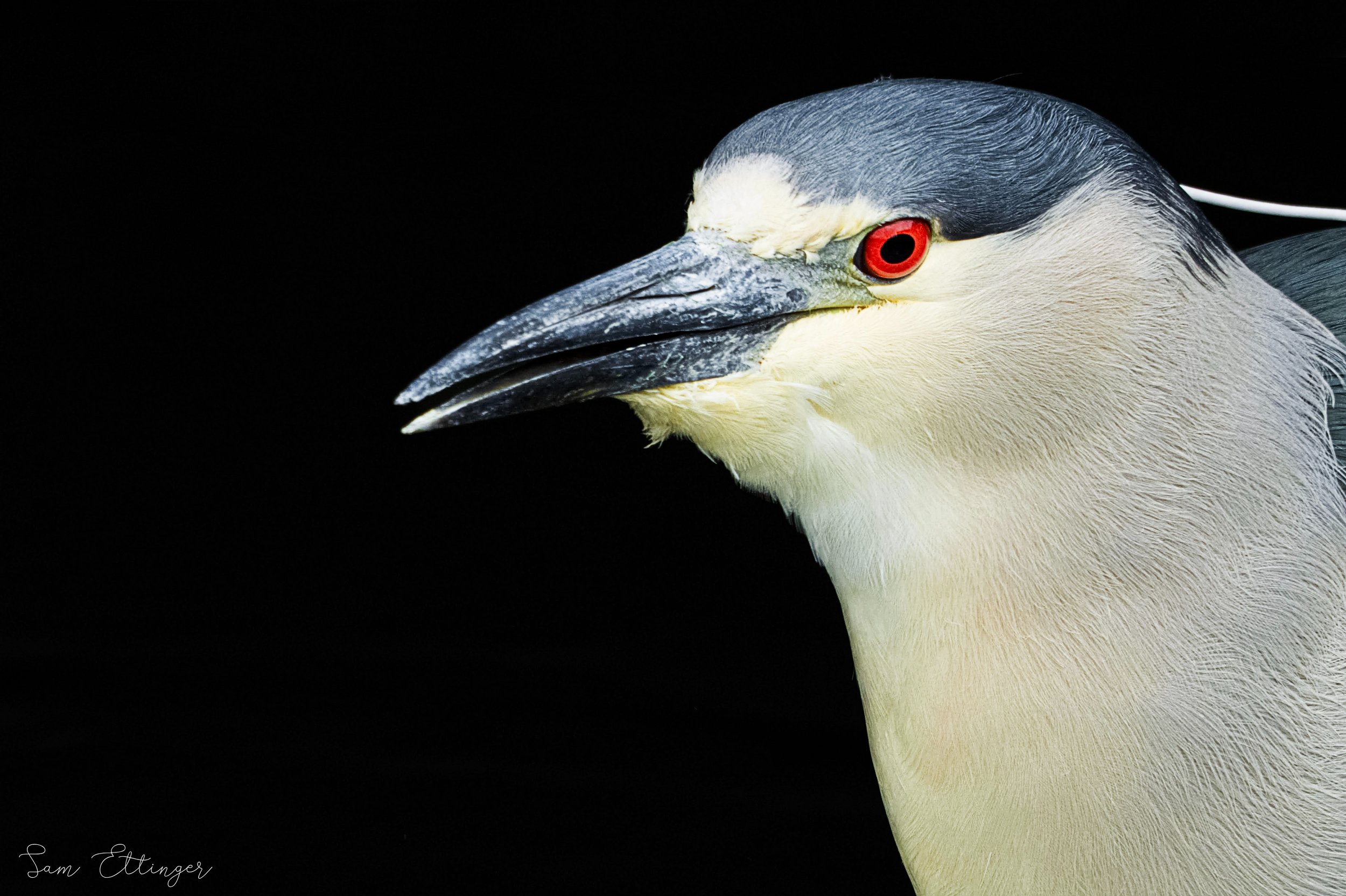 Stunning Black Crowned Night Heron1.jpg