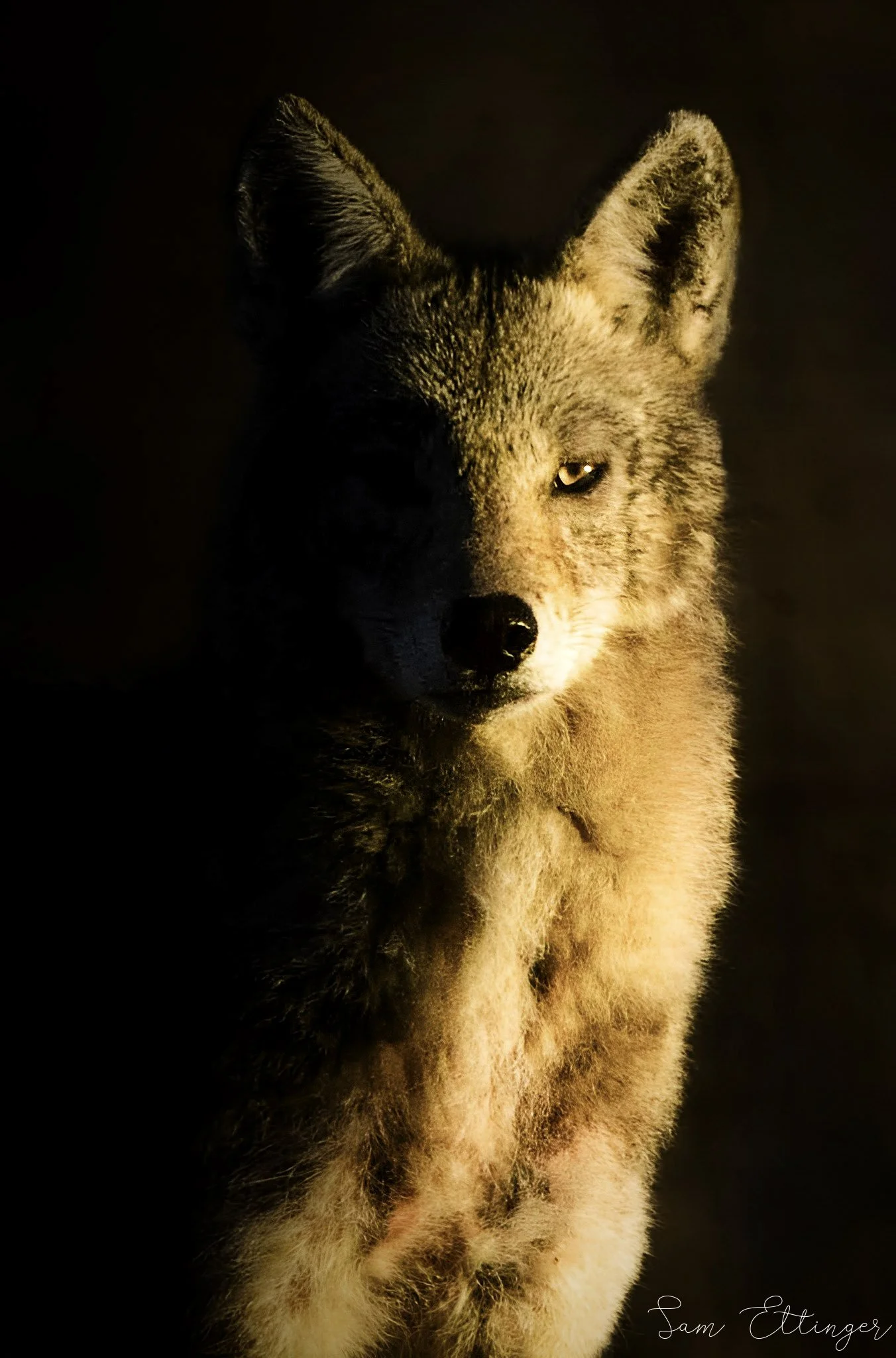 The Best Dramatic Coyote .jpg