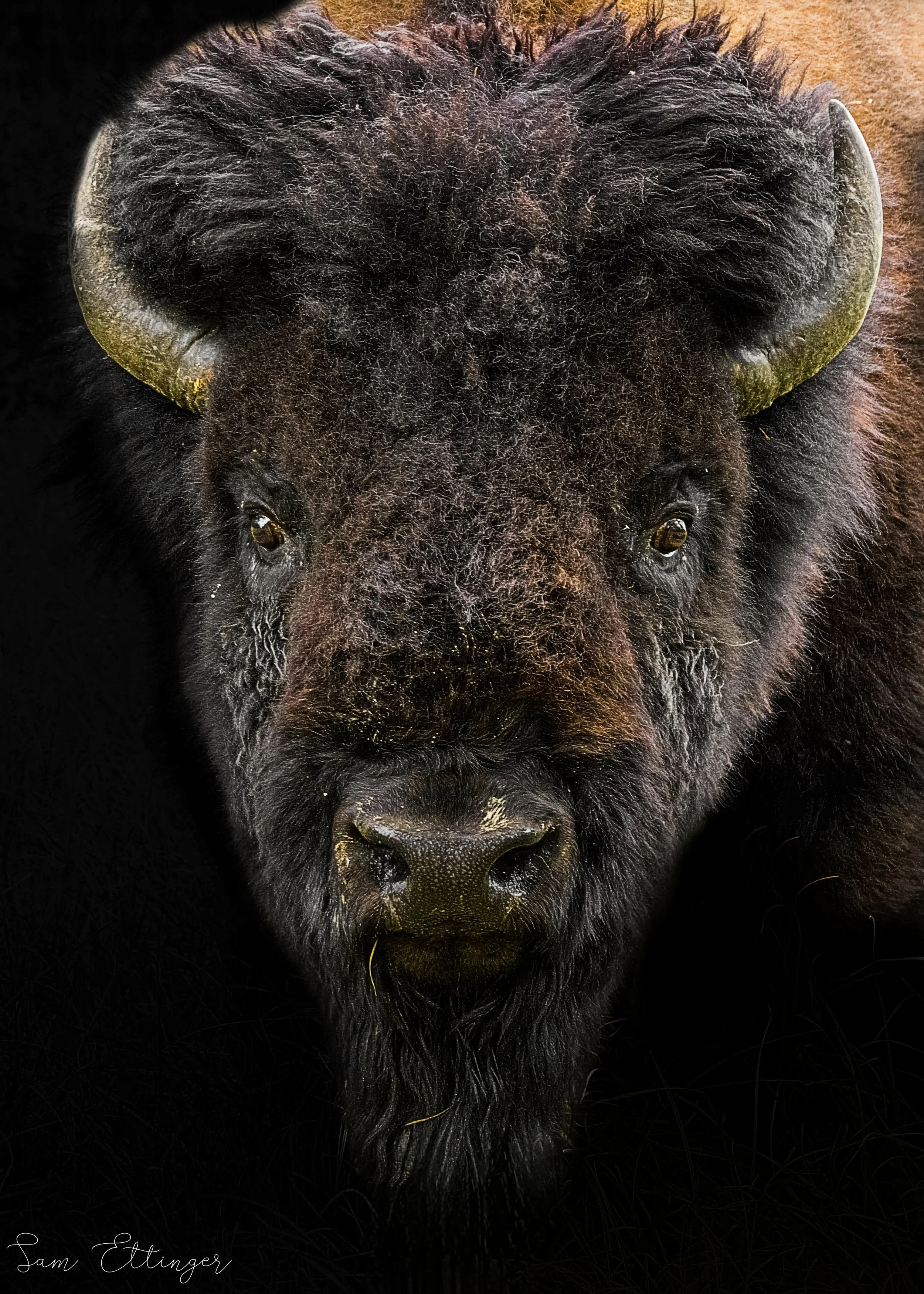 Stunning Bison for print.jpg