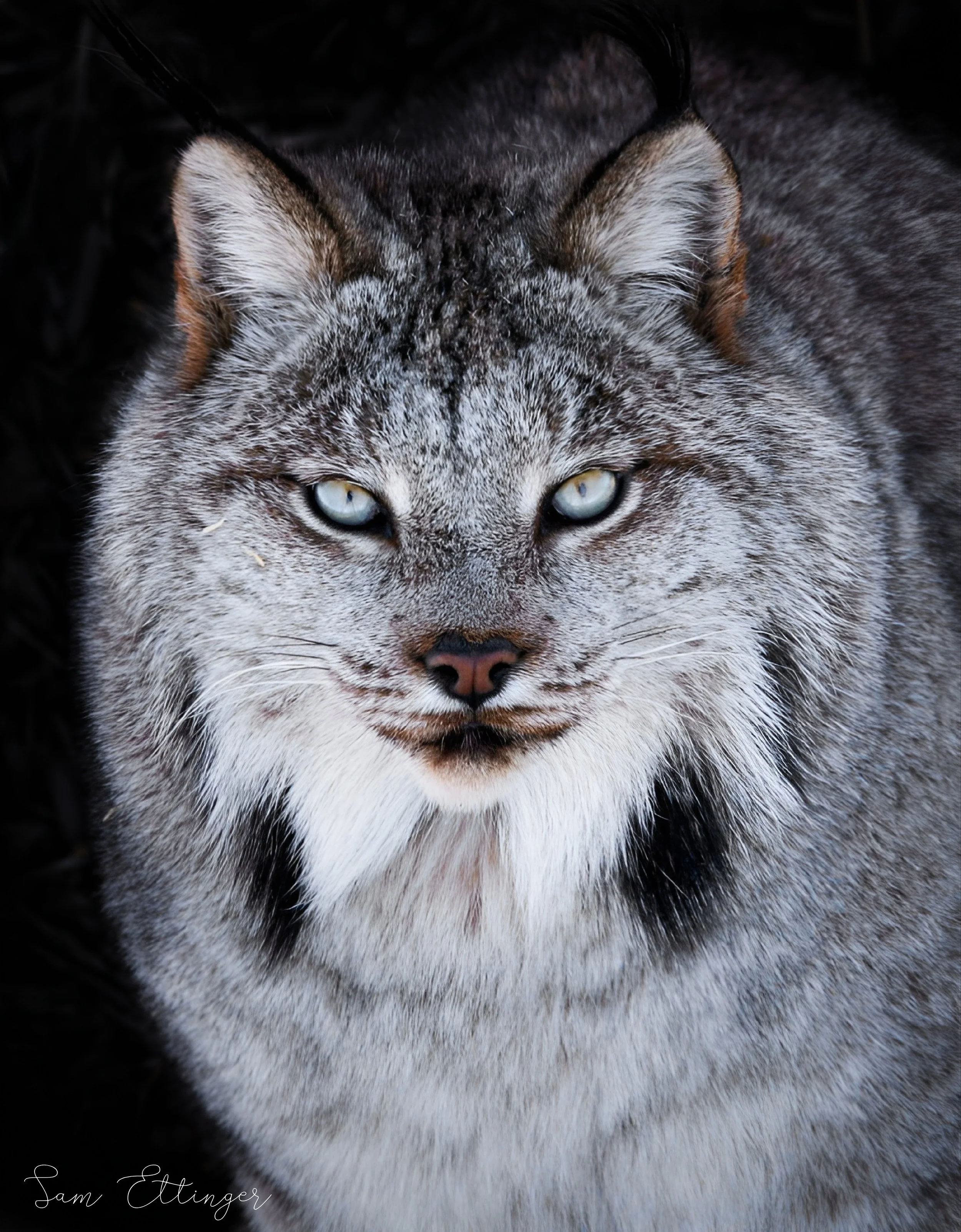SamEttinger_Lynx.jpg