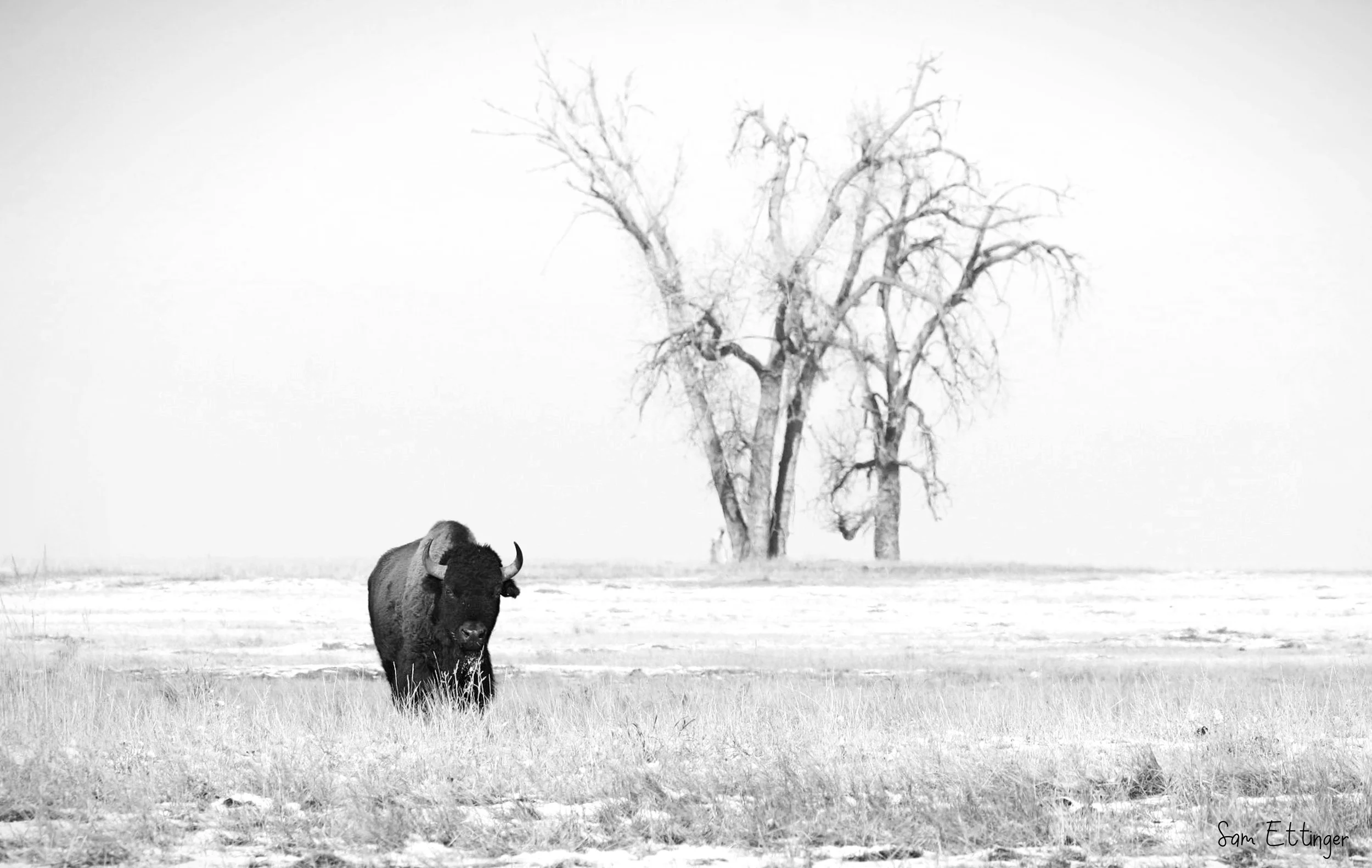 Bison and Tree .jpg
