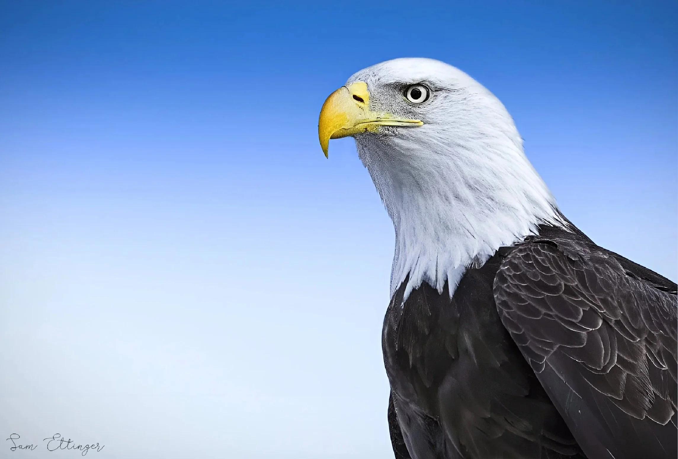 Amazing Eagle 1 .jpg