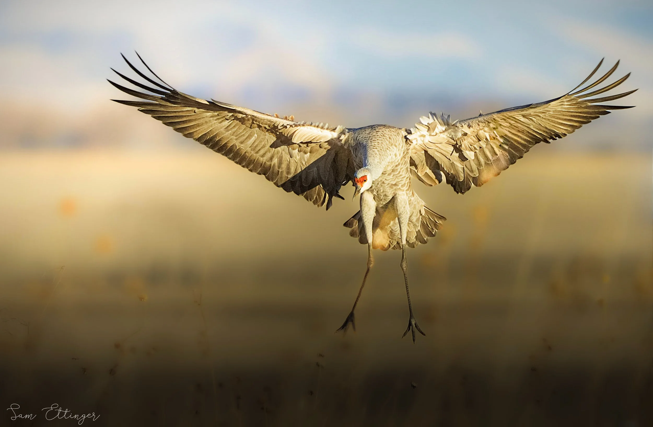 Stunning Flying Crane (1) (2).jpg